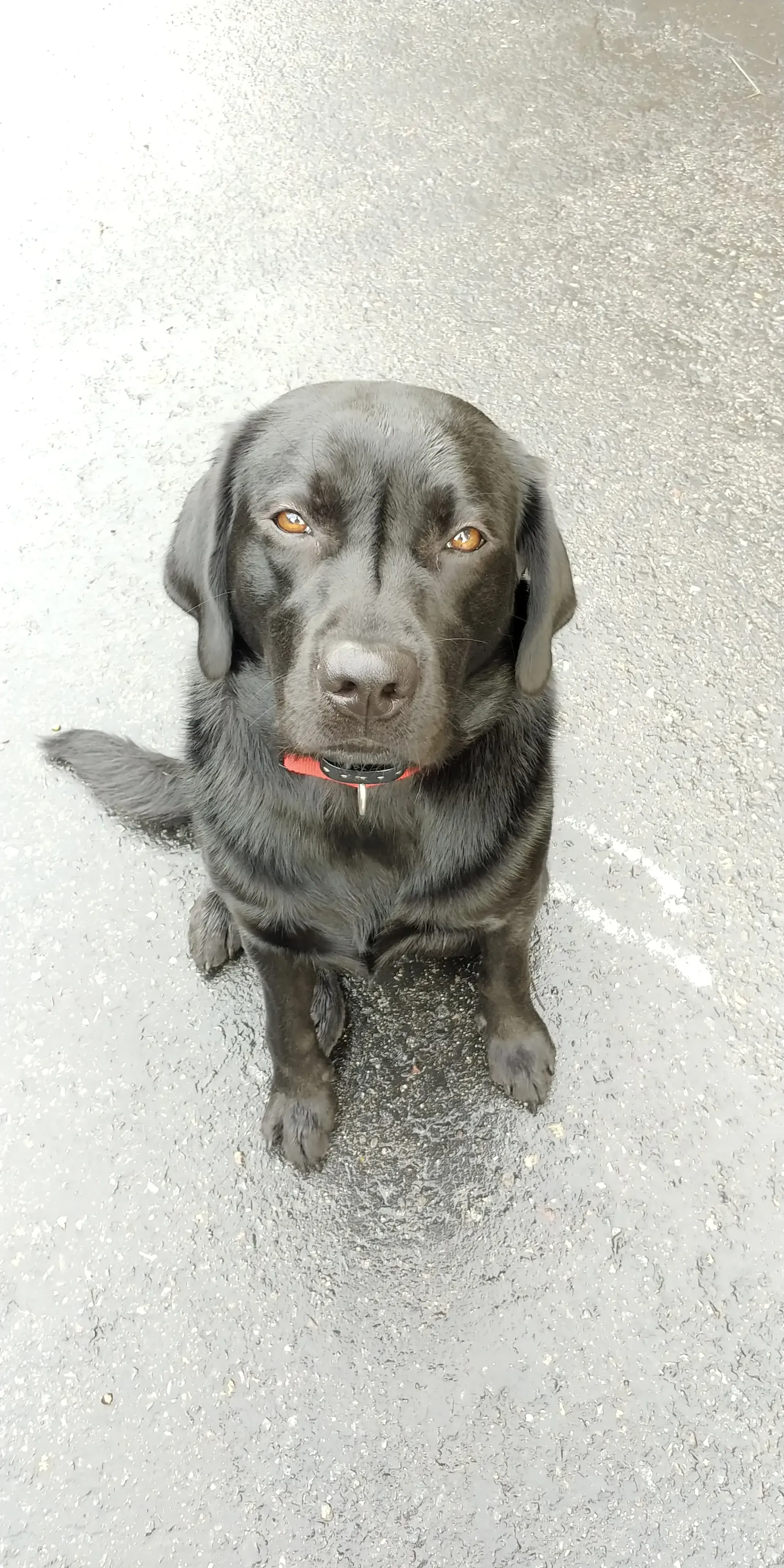 A black dog is sitting on the ground and looking at the camera.