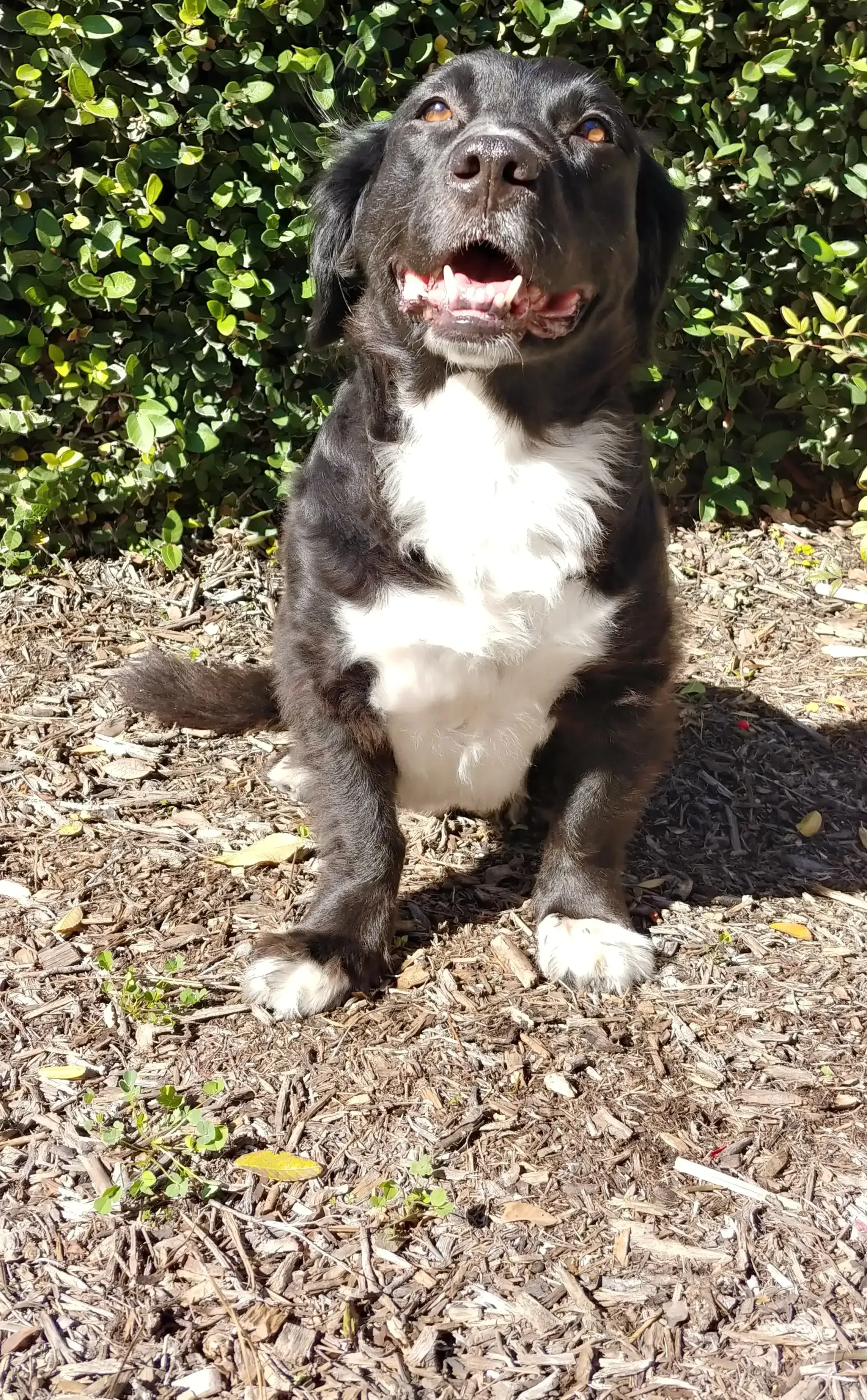 A black and white dog is sitting on the ground with its mouth open.