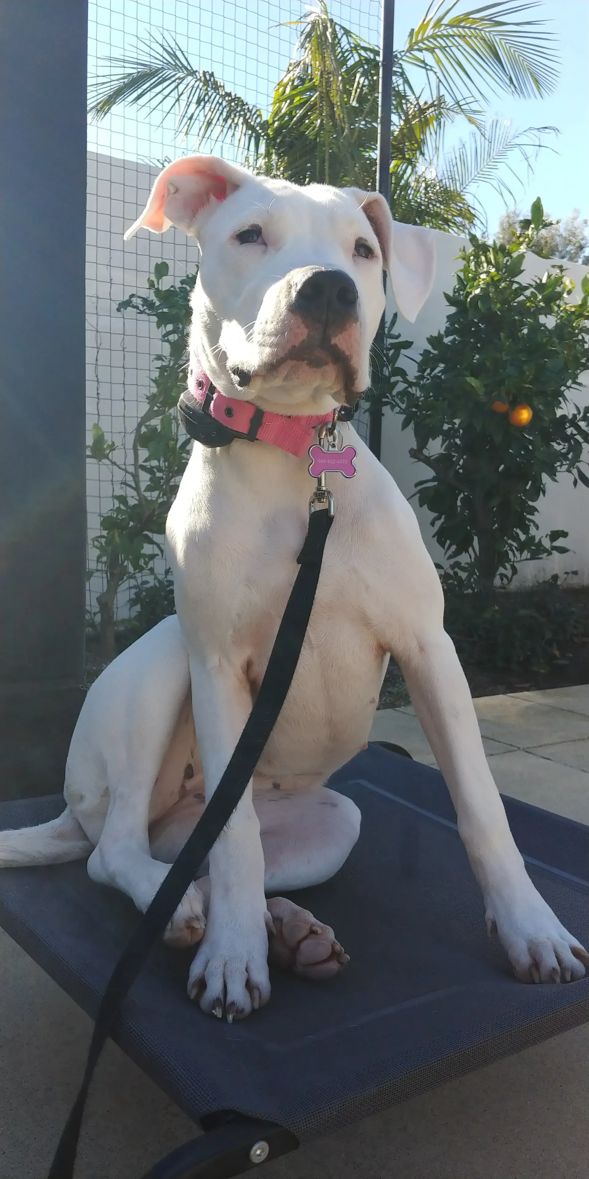 A white dog with a pink collar is sitting on a bench on a leash.