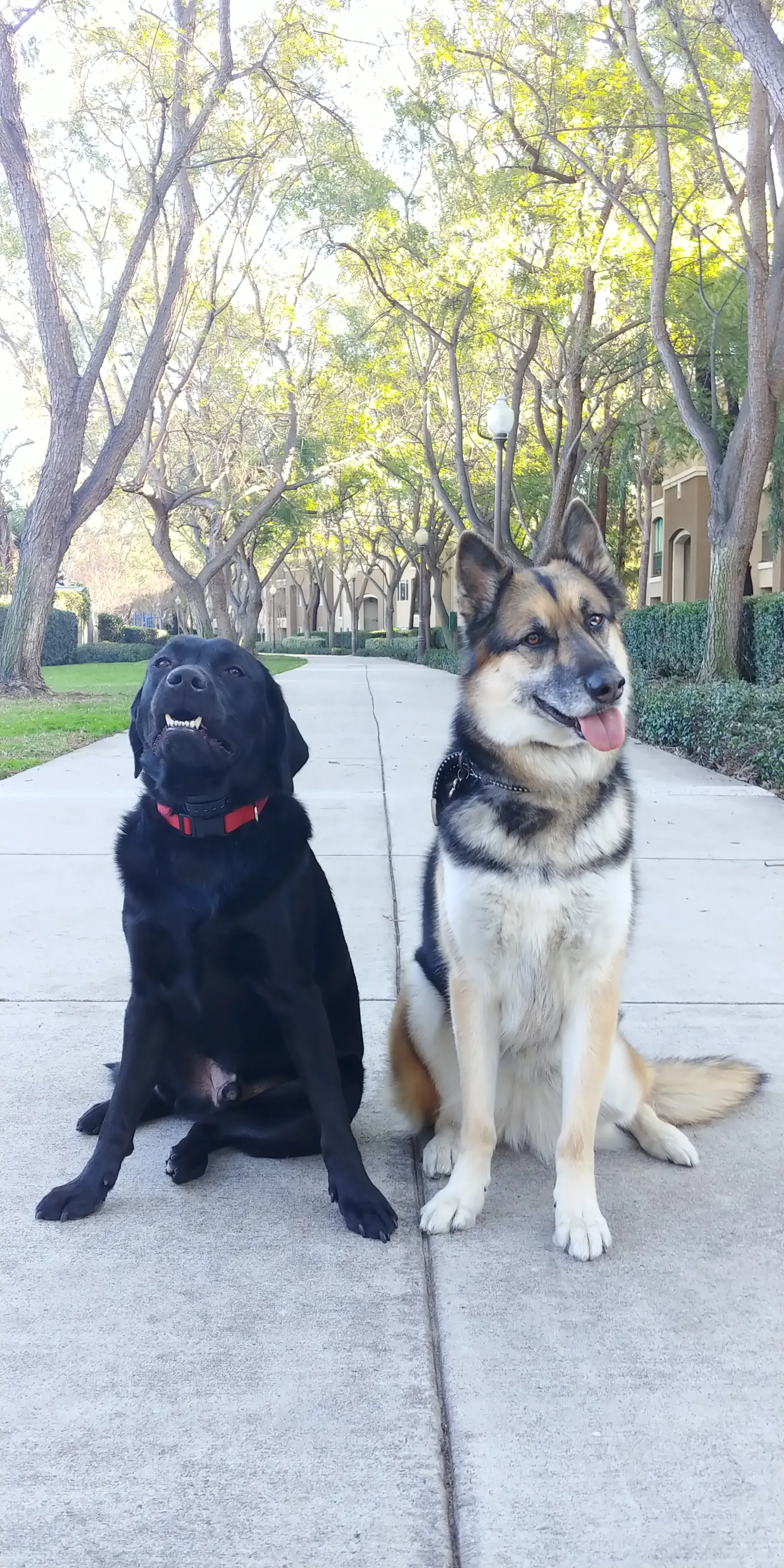 Two dogs are sitting next to each other on a sidewalk.