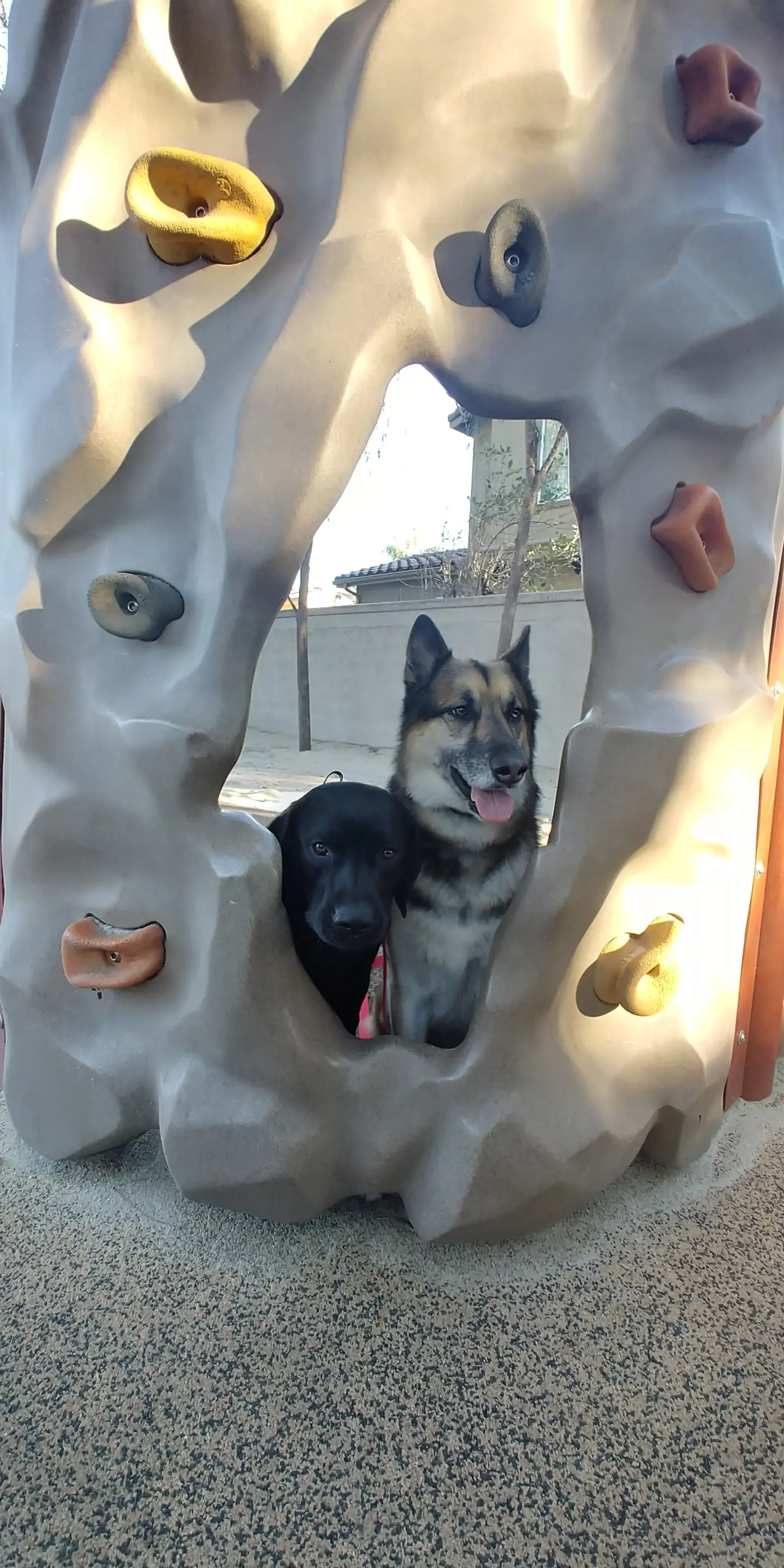 A dog is sitting inside of a climbing wall