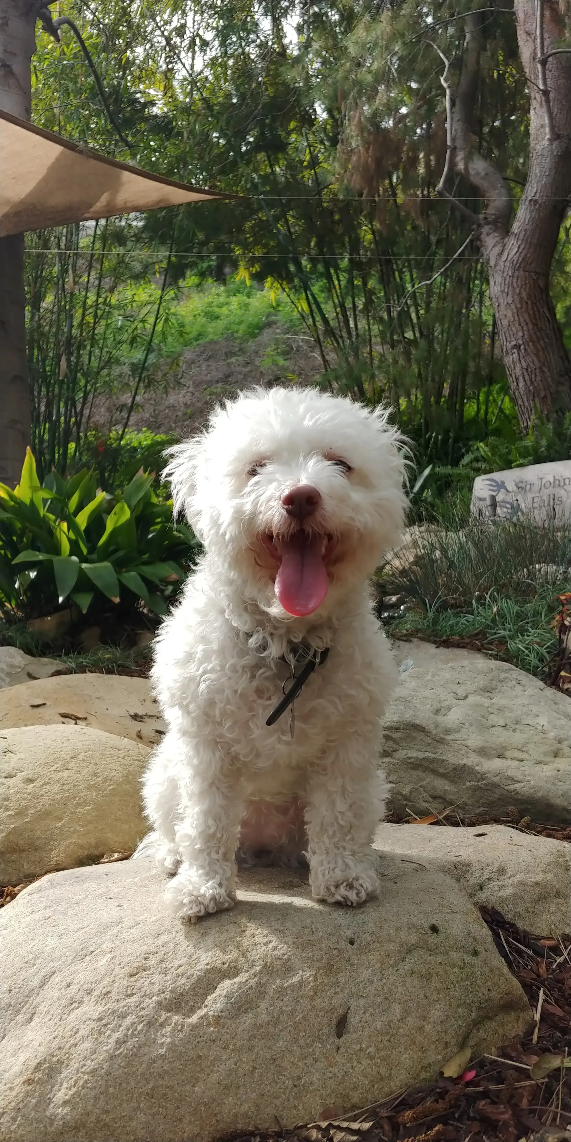 A small white dog is sitting on a rock with its mouth open.