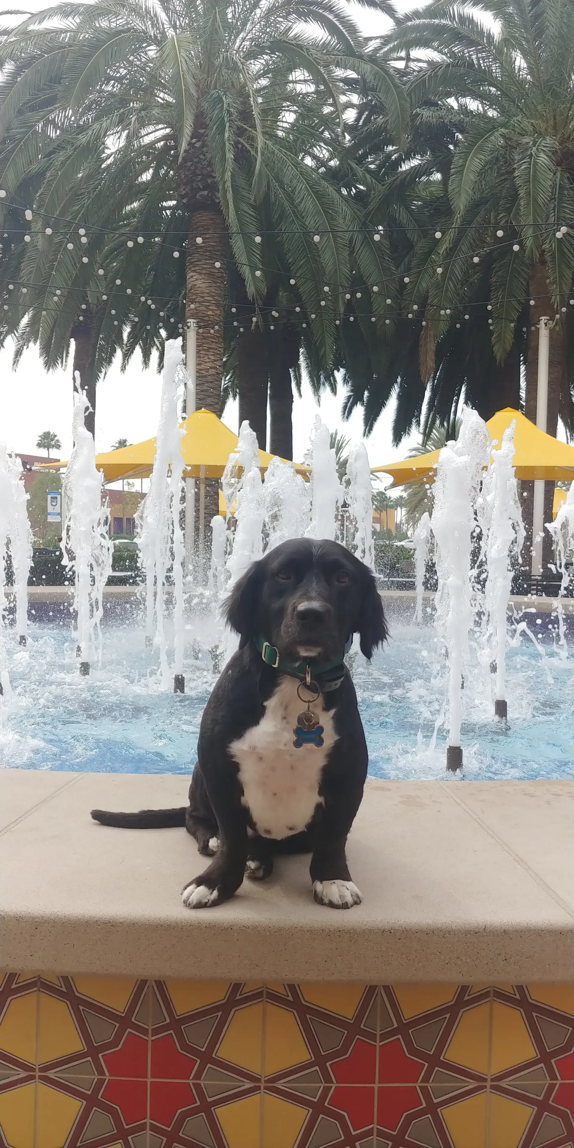 A black and white dog is sitting in front of a fountain.