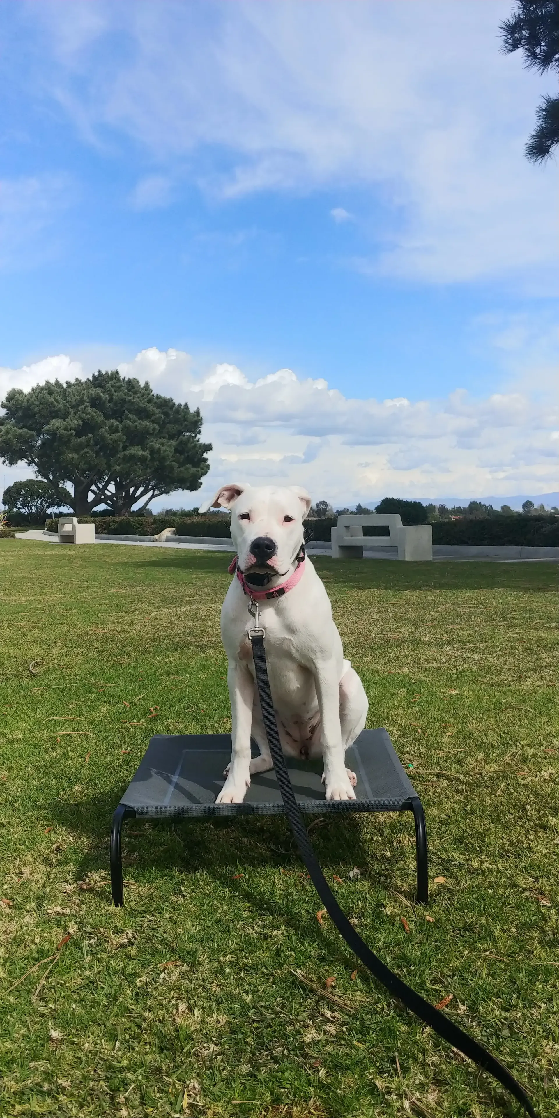 A white dog is sitting on a bench in a grassy field.