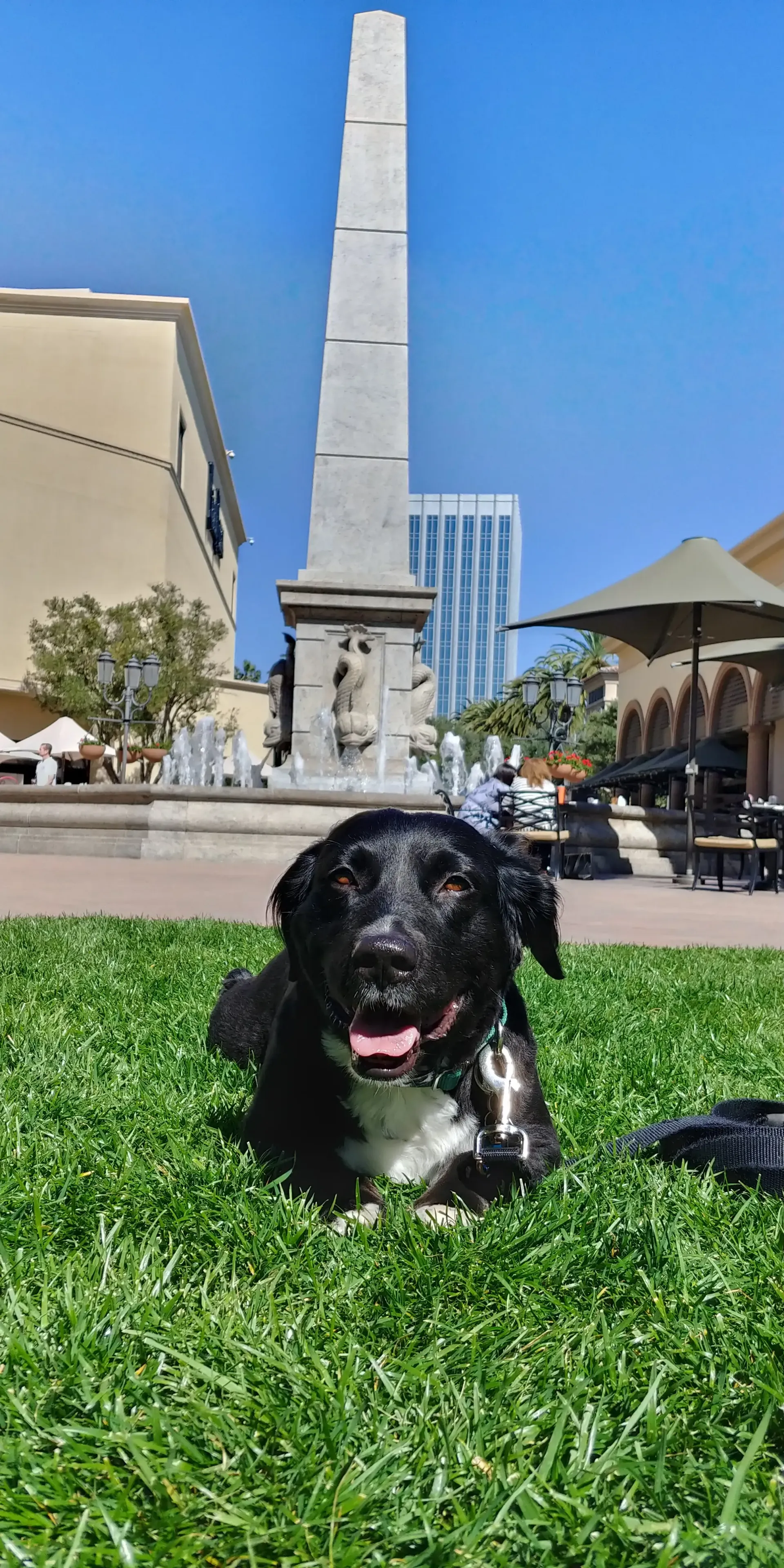 A black and white dog is laying in the grass in front of a fountain.