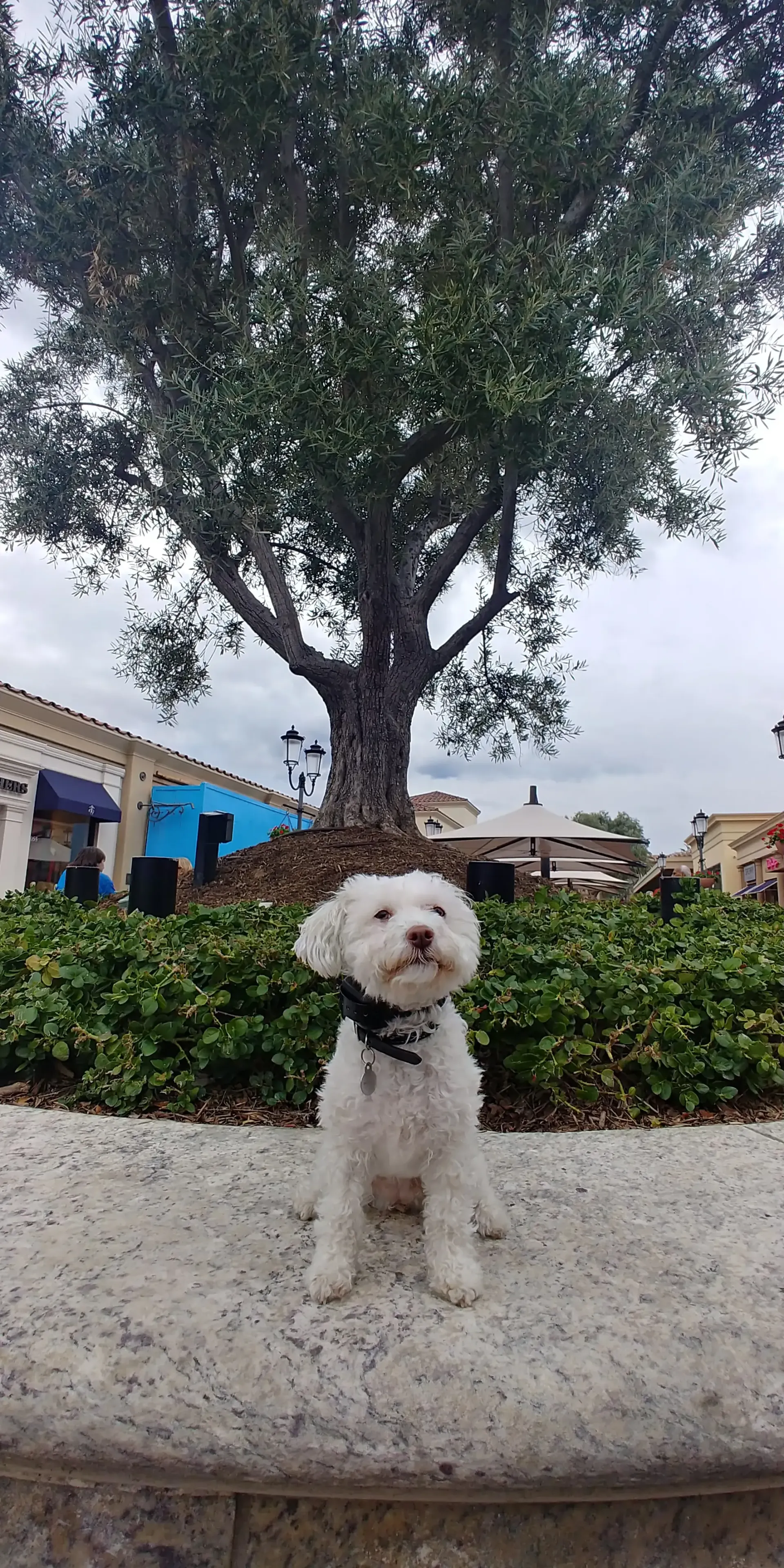 A small white dog is sitting on a stone wall in front of a tree.