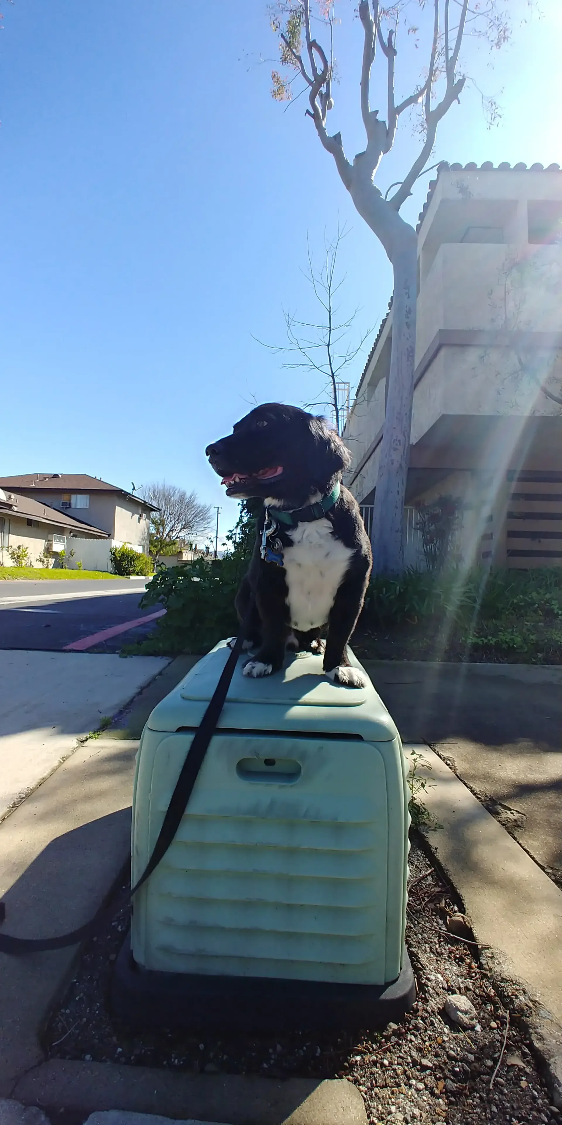 A black and white dog is sitting on top of a green crate.