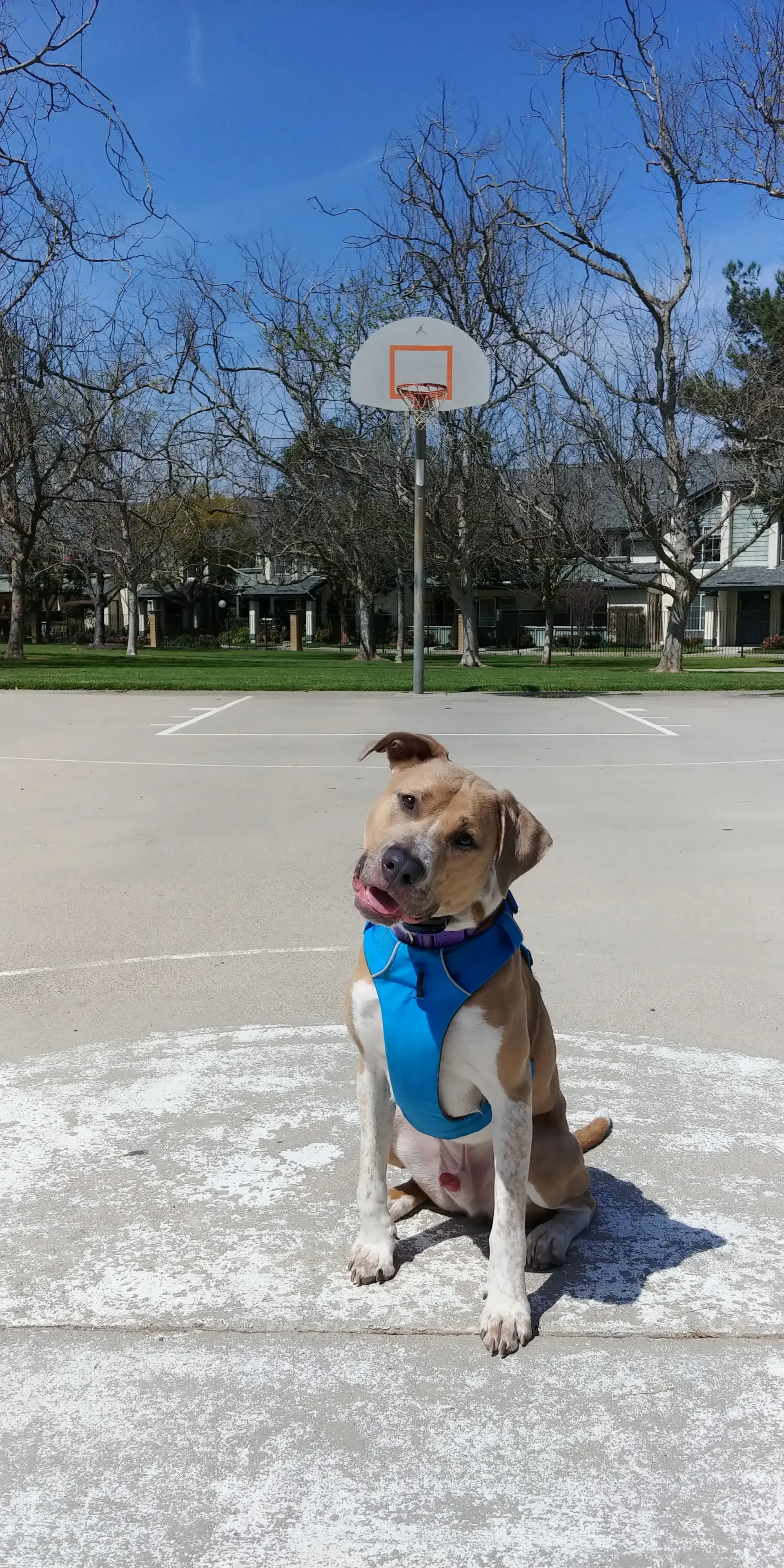 A dog wearing a blue harness is sitting on a basketball court.