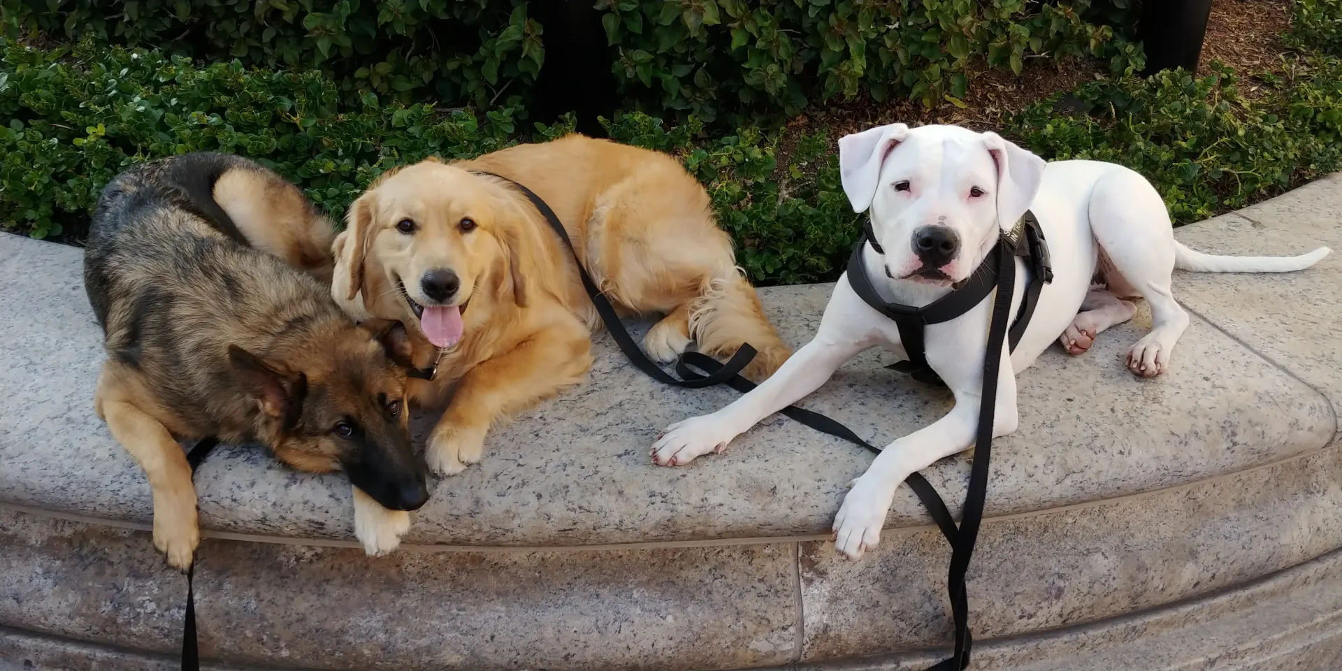 Three dogs are laying on a sidewalk on leashes.