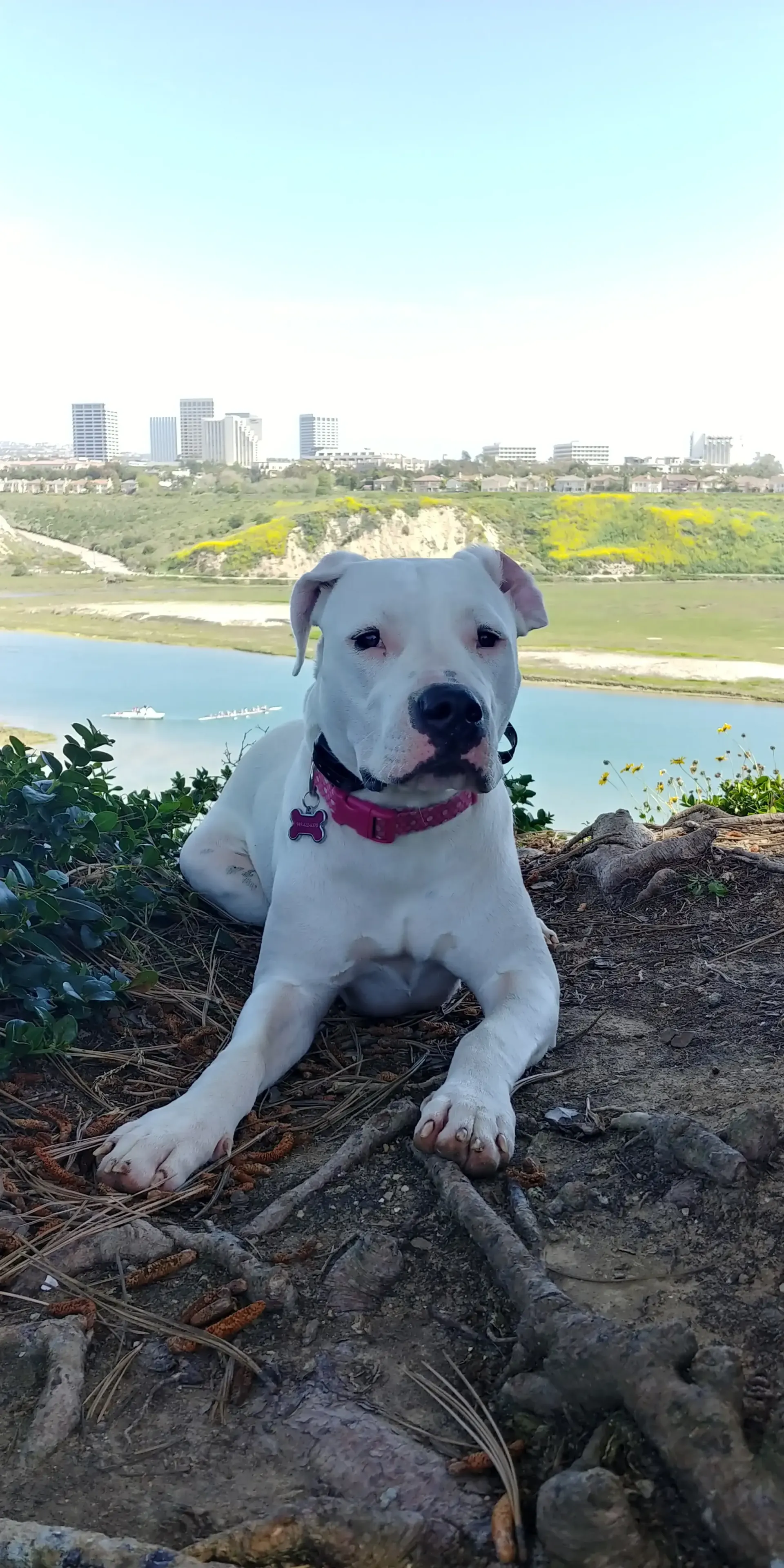 A white dog is laying on top of a rock next to a body of water.
