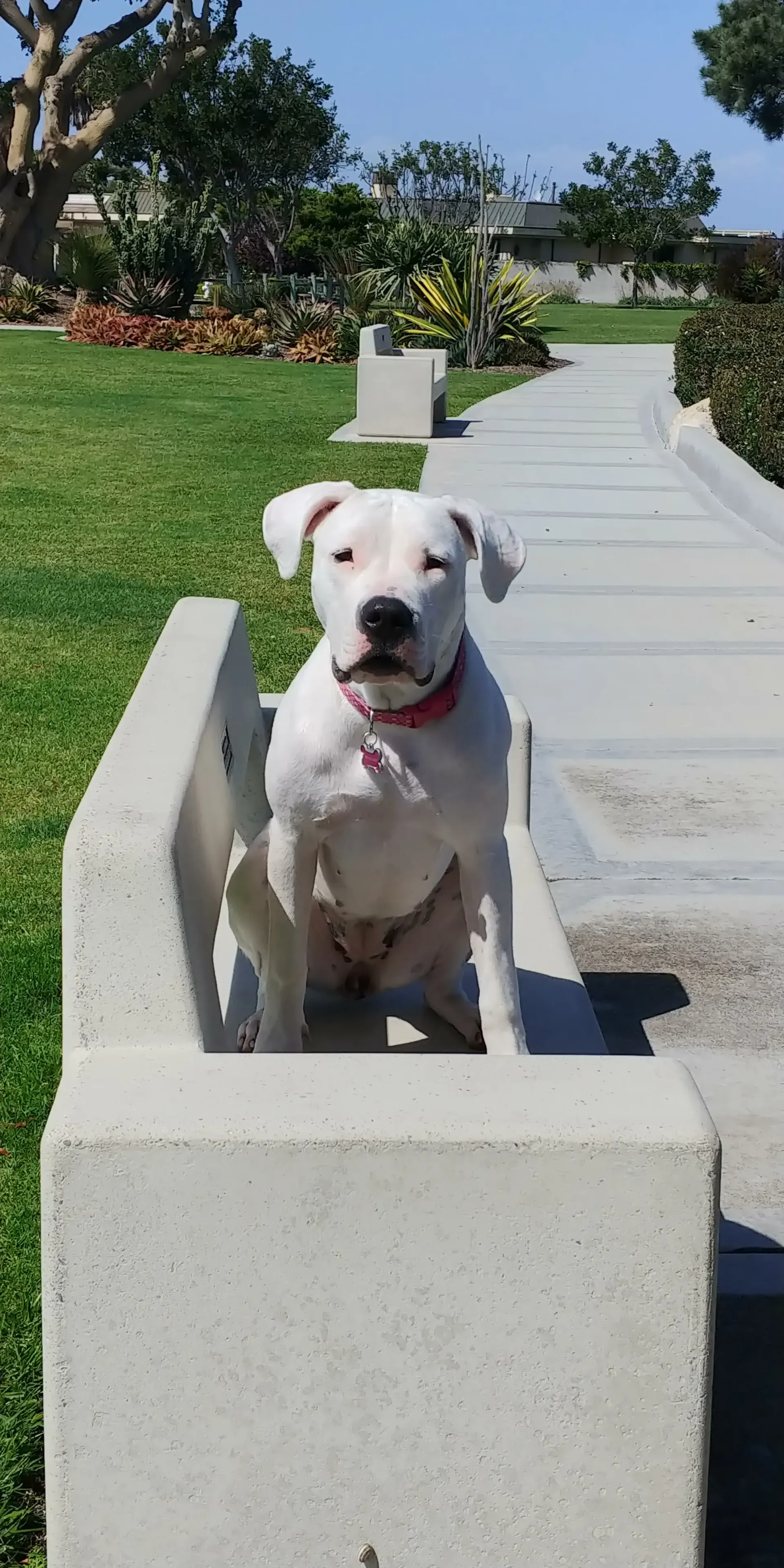 A white dog is sitting on a concrete bench in a park.