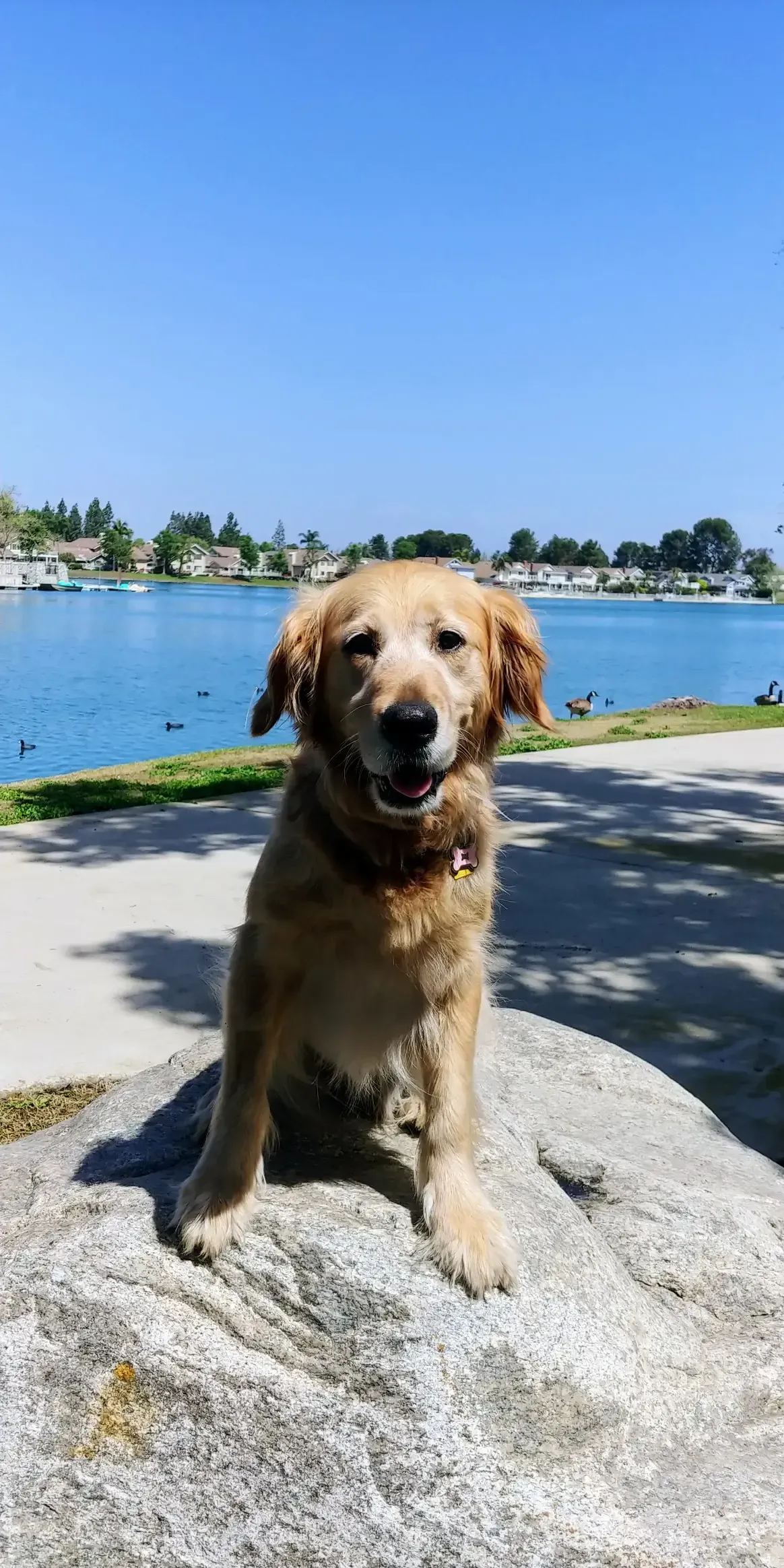 A dog is sitting on a rock in front of a lake.