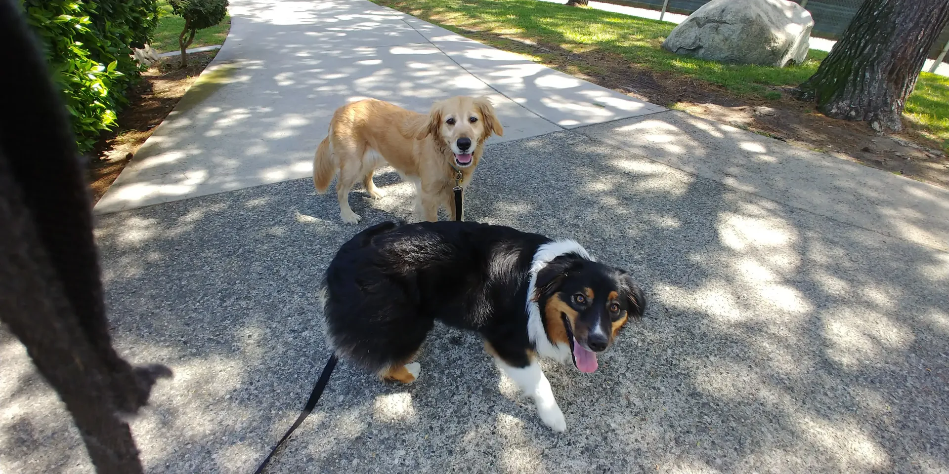 Two dogs are walking down a gravel road.