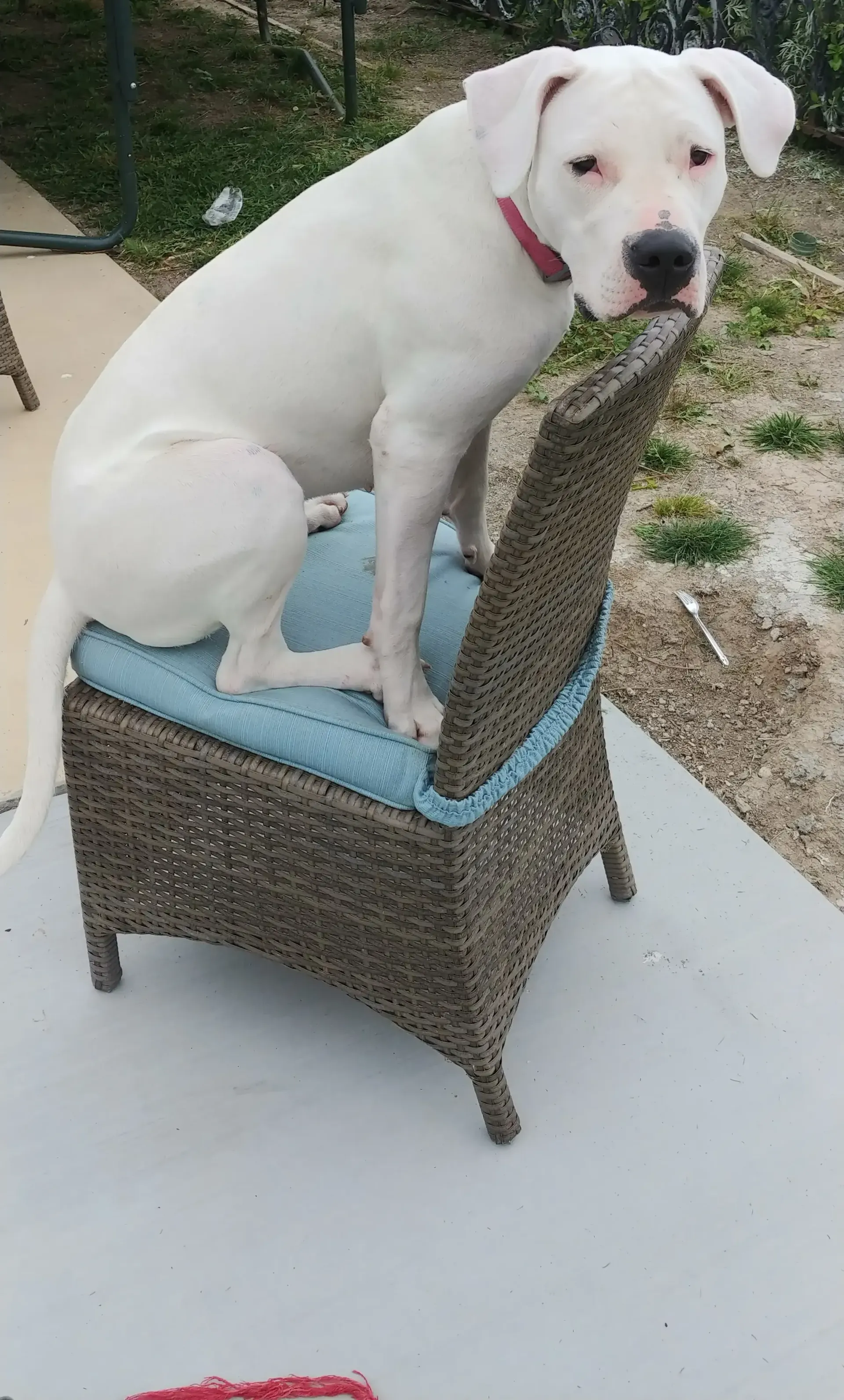 A white dog is sitting on top of a wicker chair