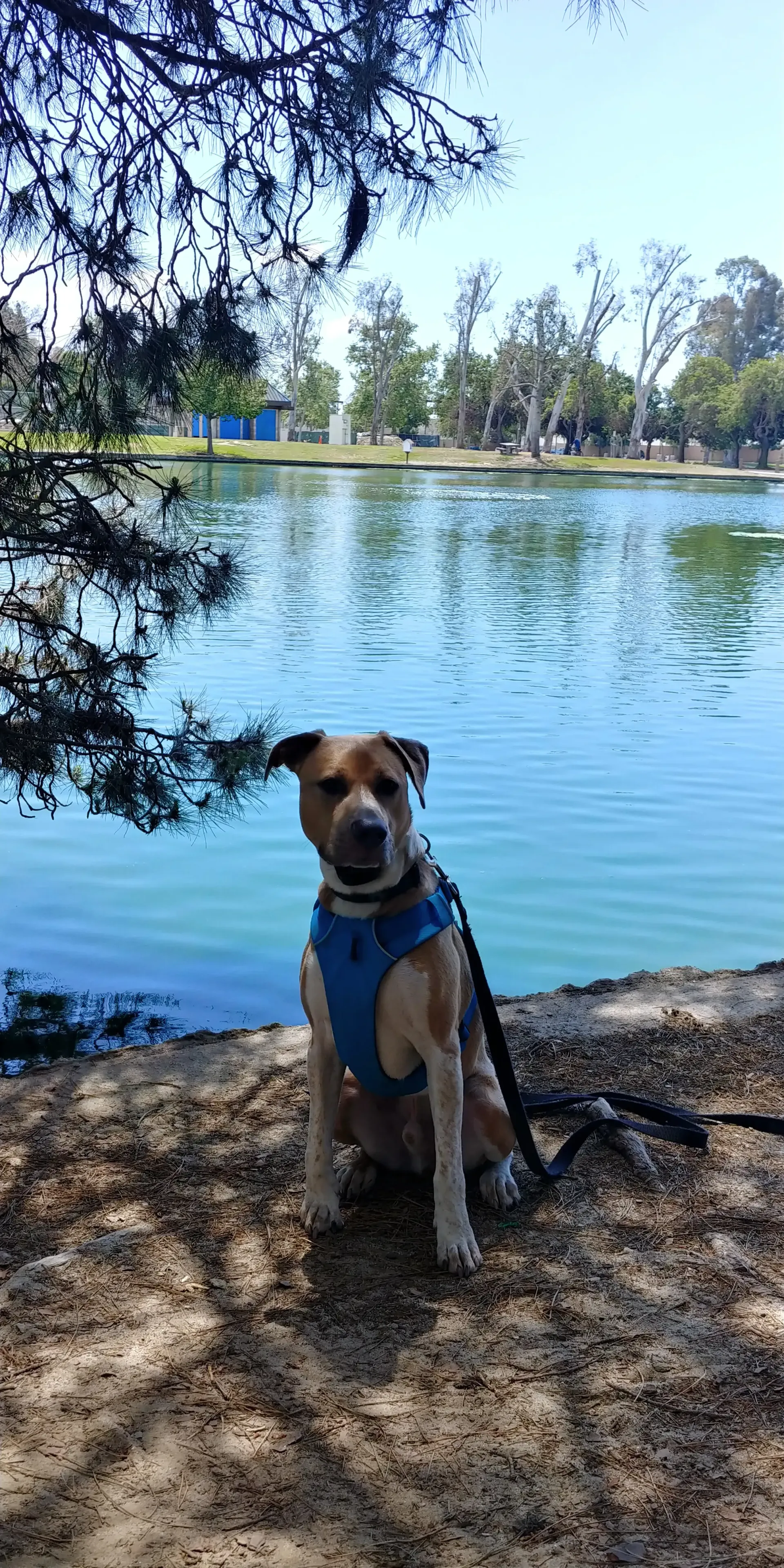 A dog is sitting on the beach next to a lake.