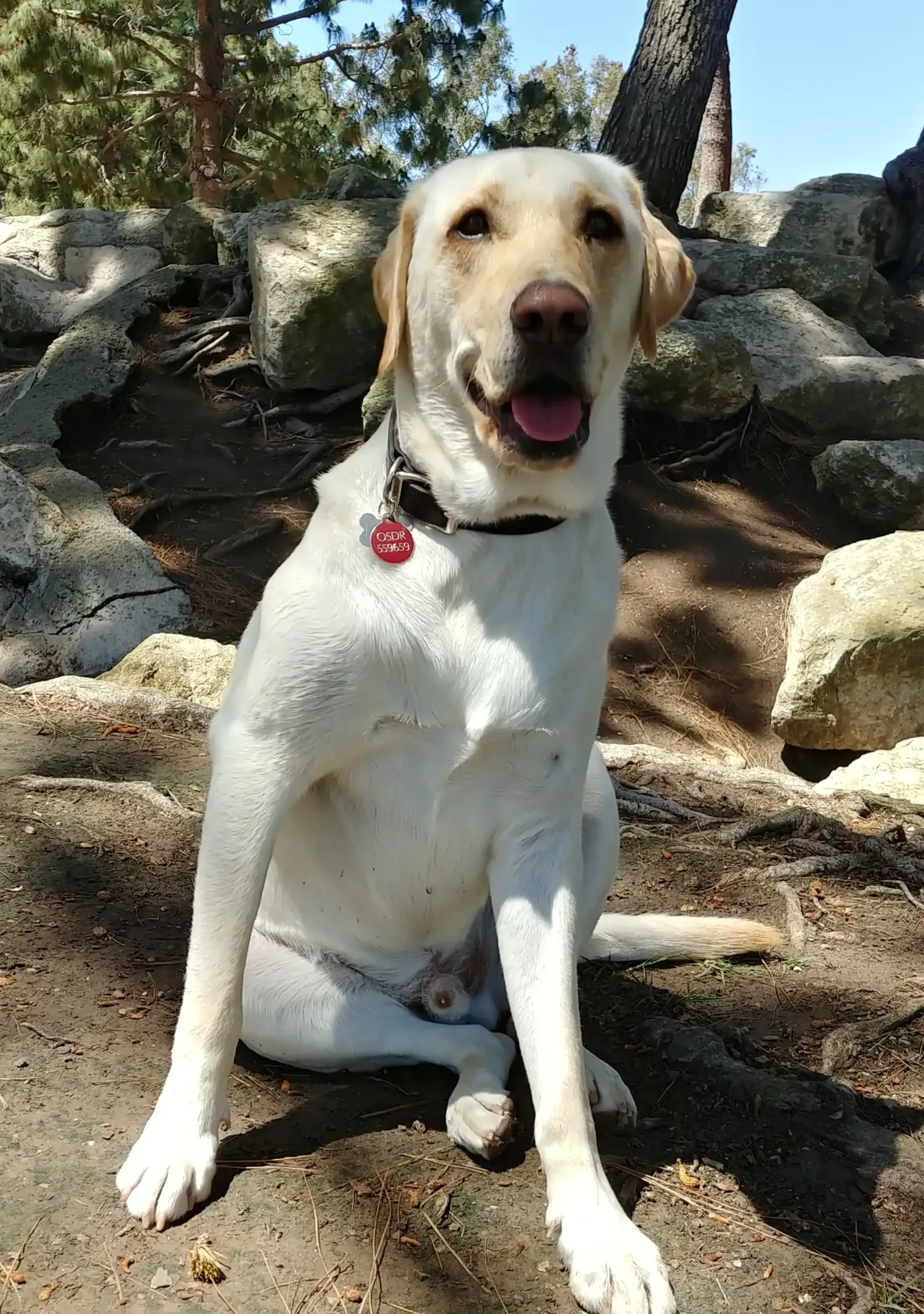 A white dog is sitting on the ground in the woods.