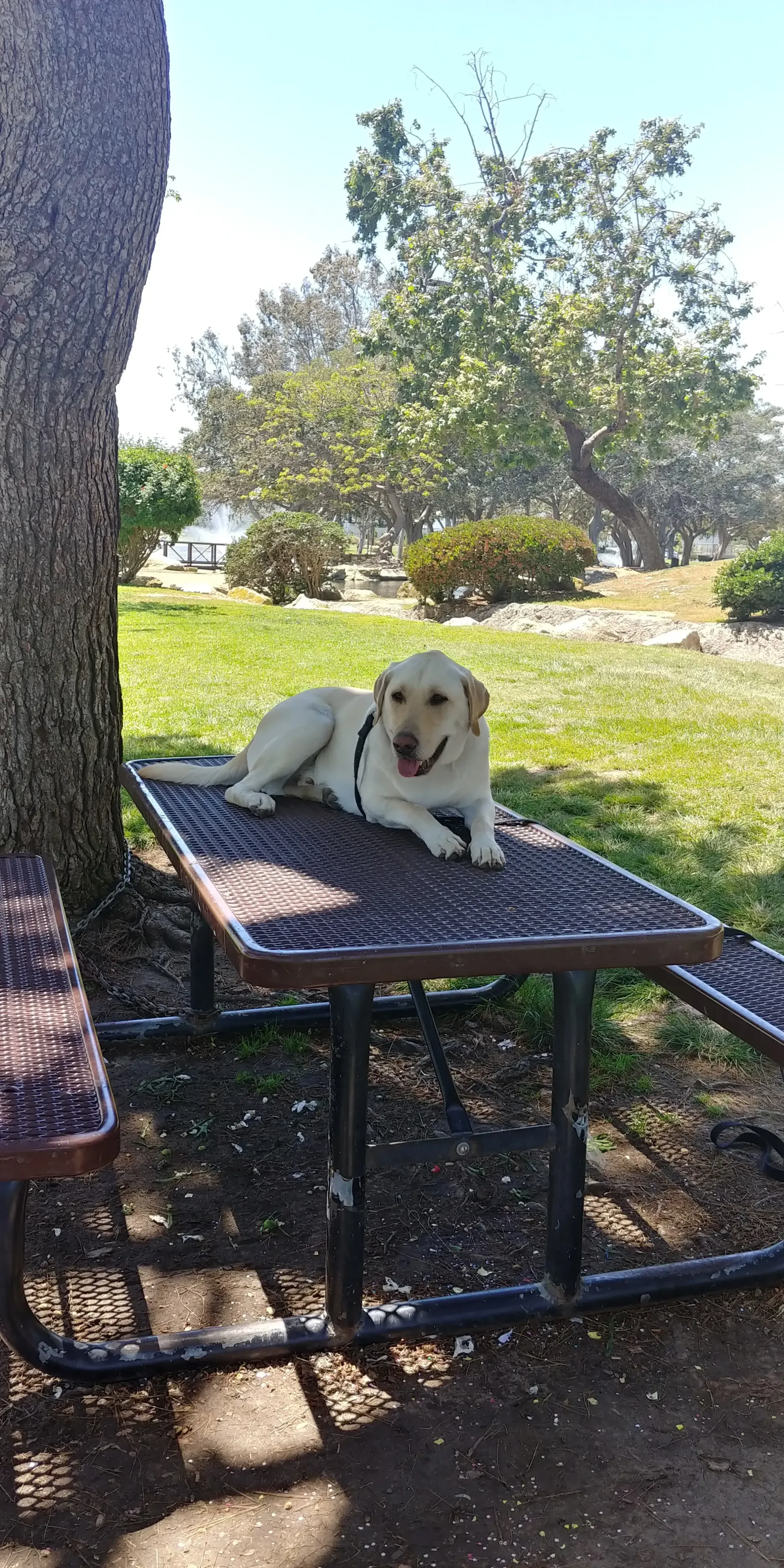 A dog is laying on a picnic table in a park.