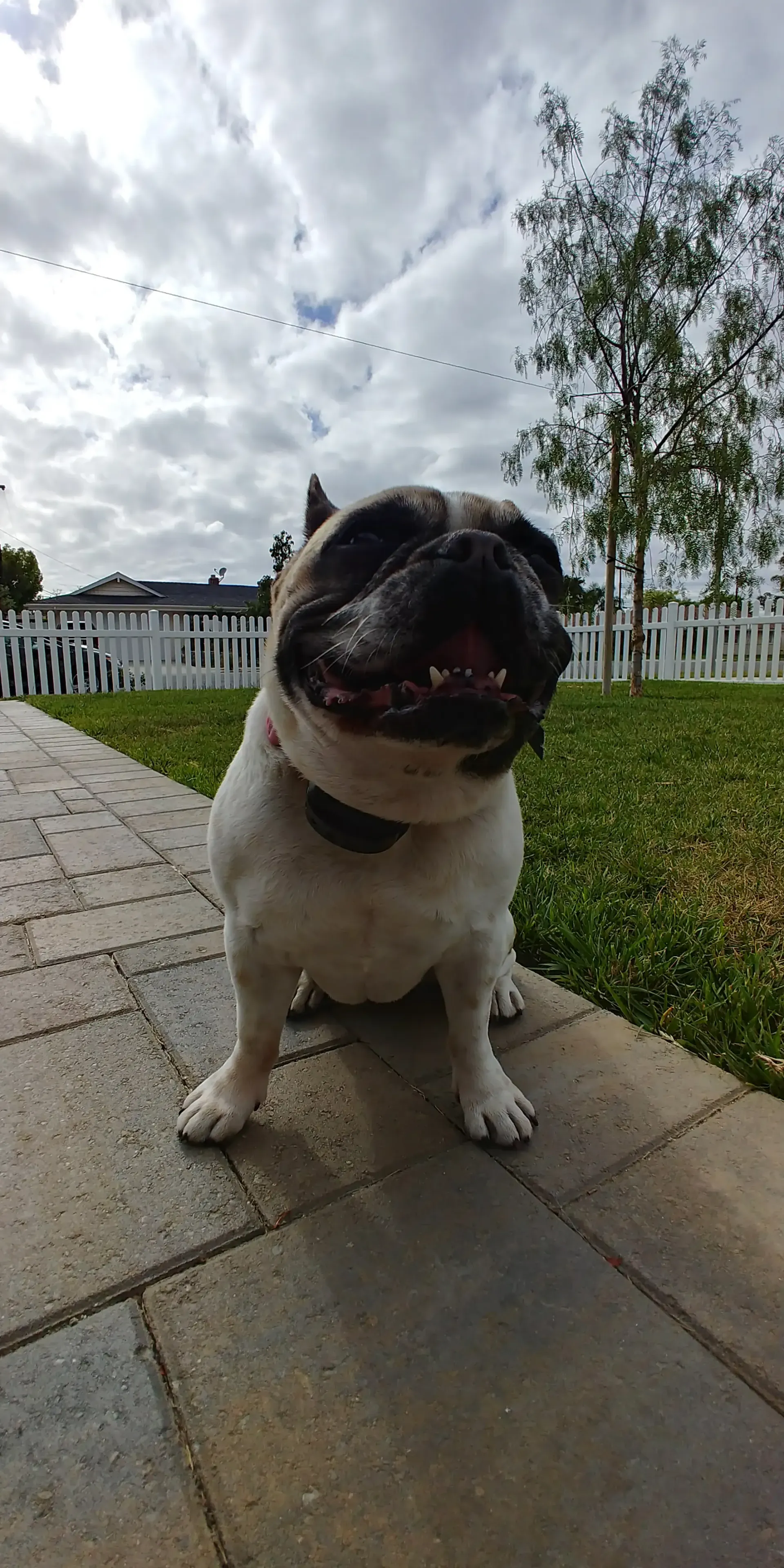A pug dog is sitting on a sidewalk with its mouth open.