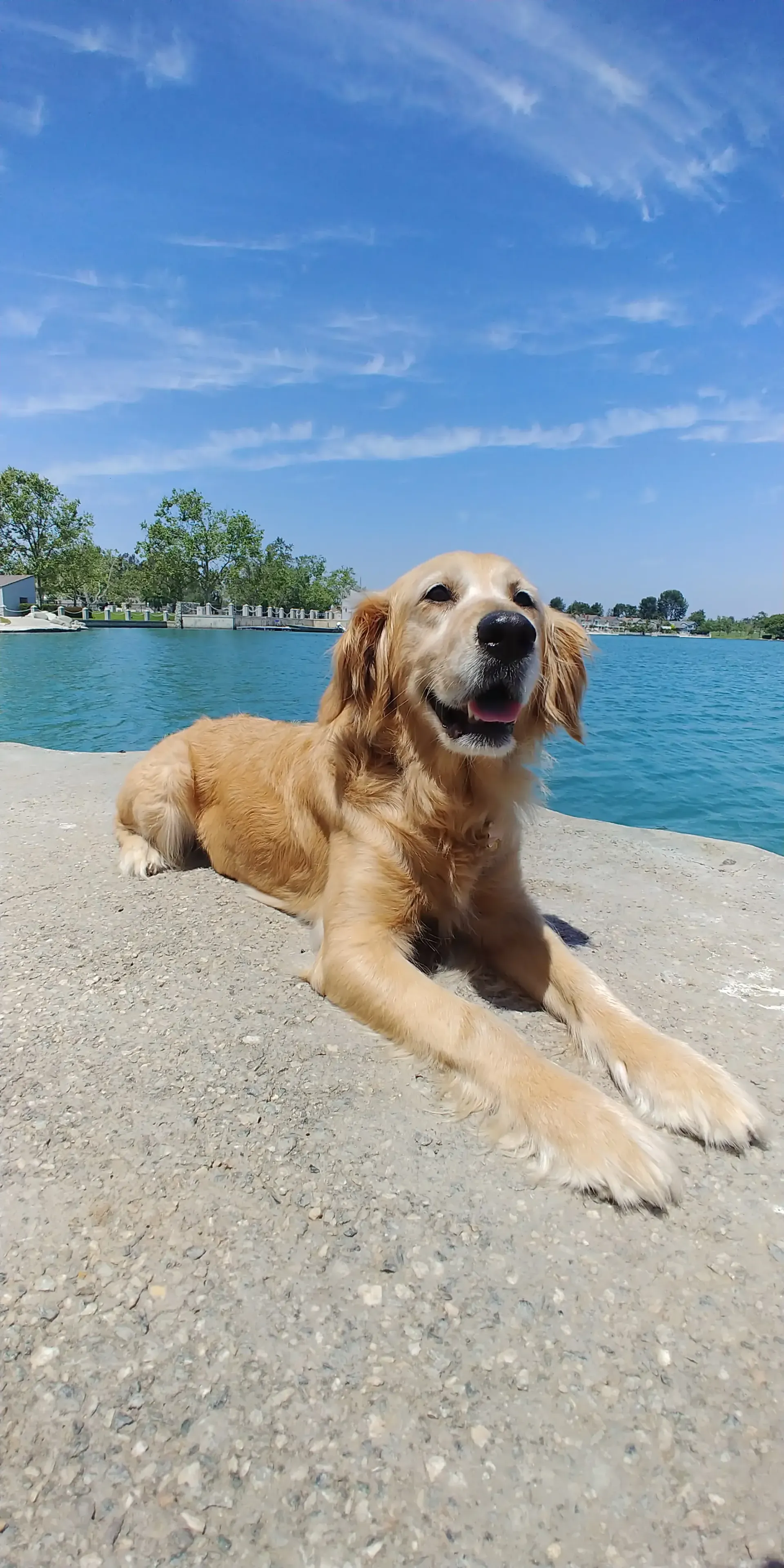 A dog is laying on a concrete wall next to a body of water.