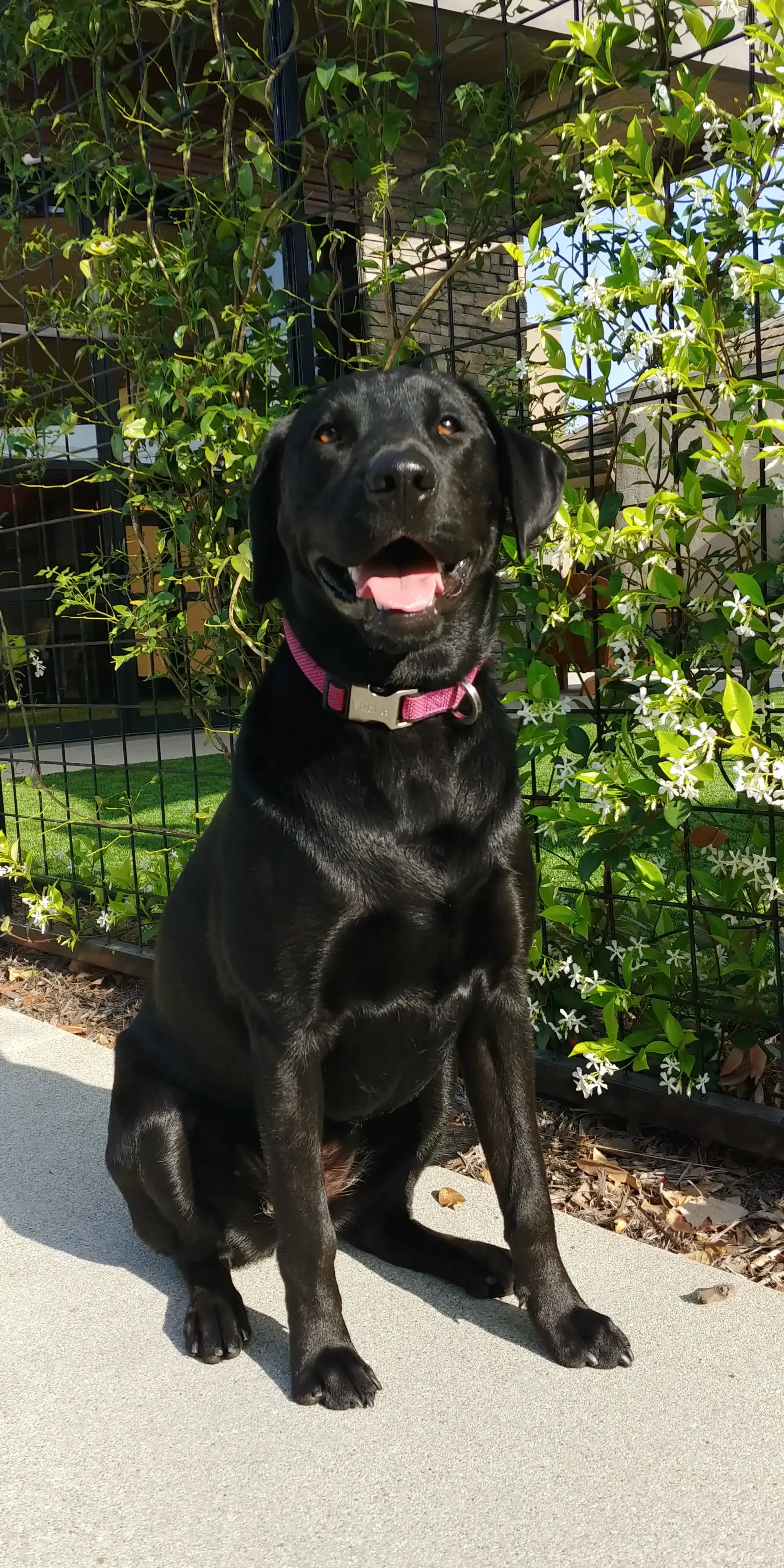 A black dog wearing a pink collar is sitting on the sidewalk.