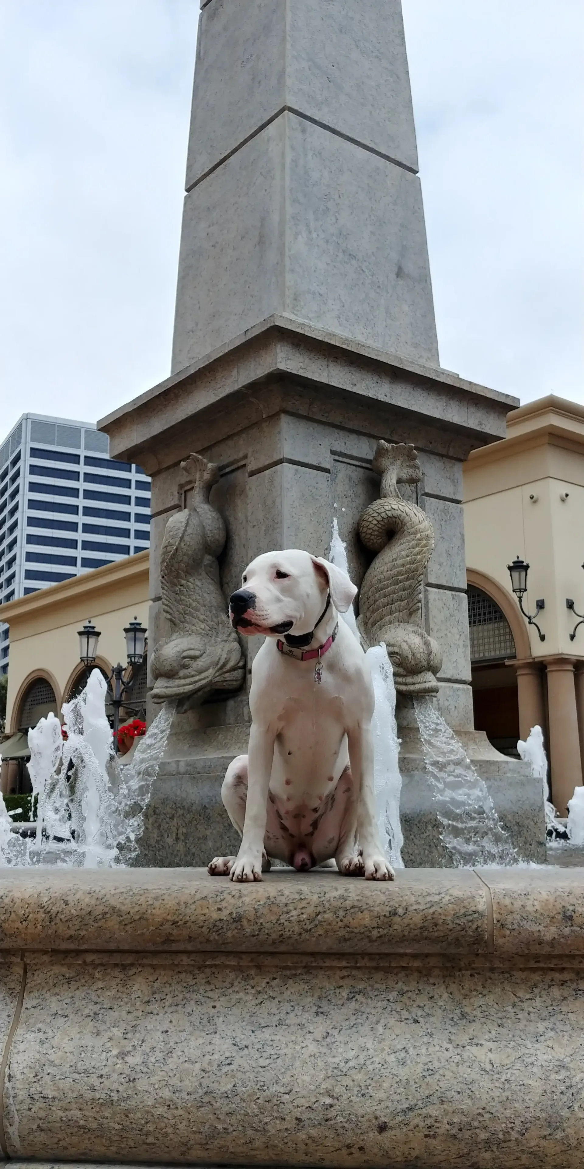 A white dog is sitting on the edge of a fountain.
