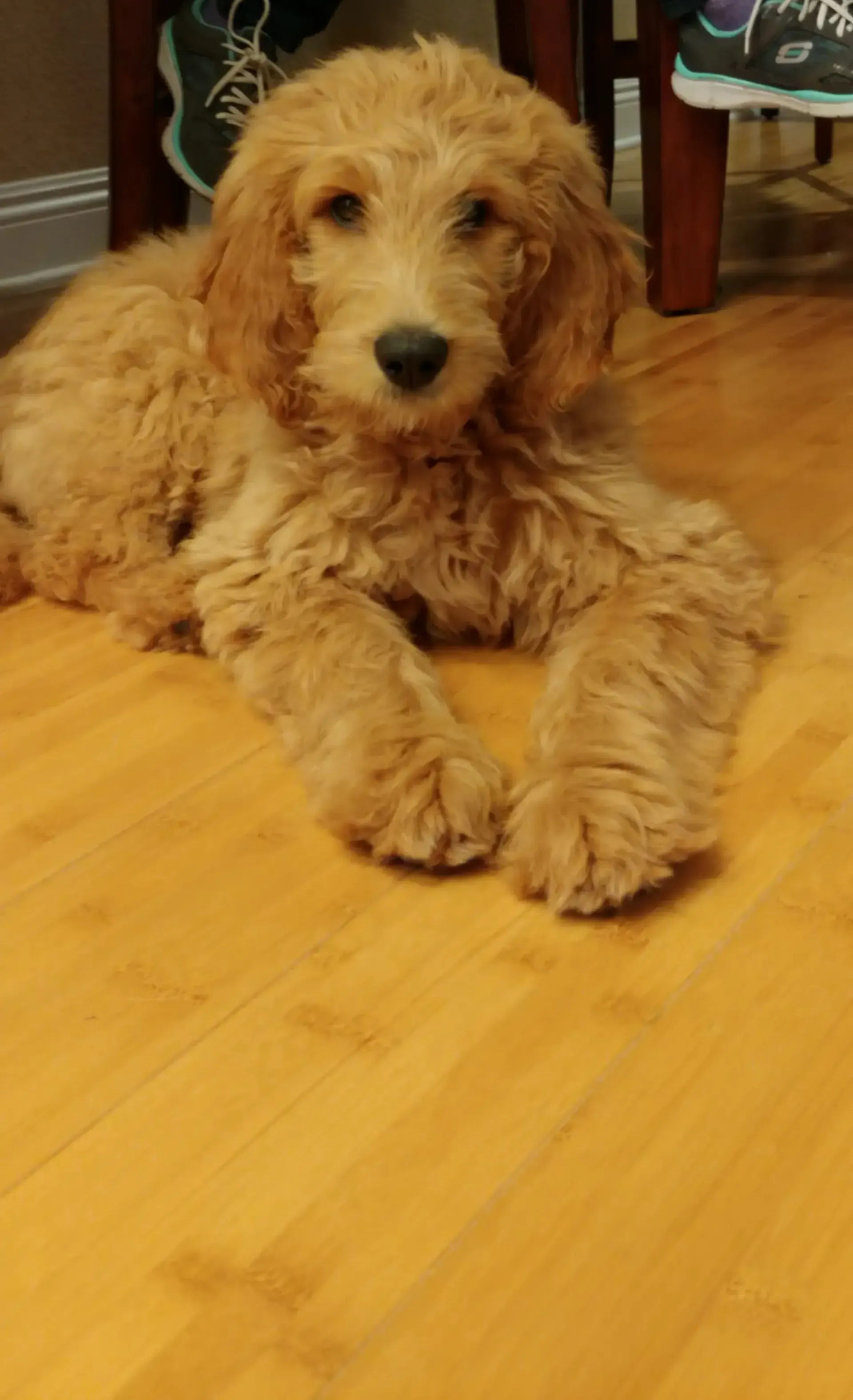 A small dog is laying on a wooden floor.