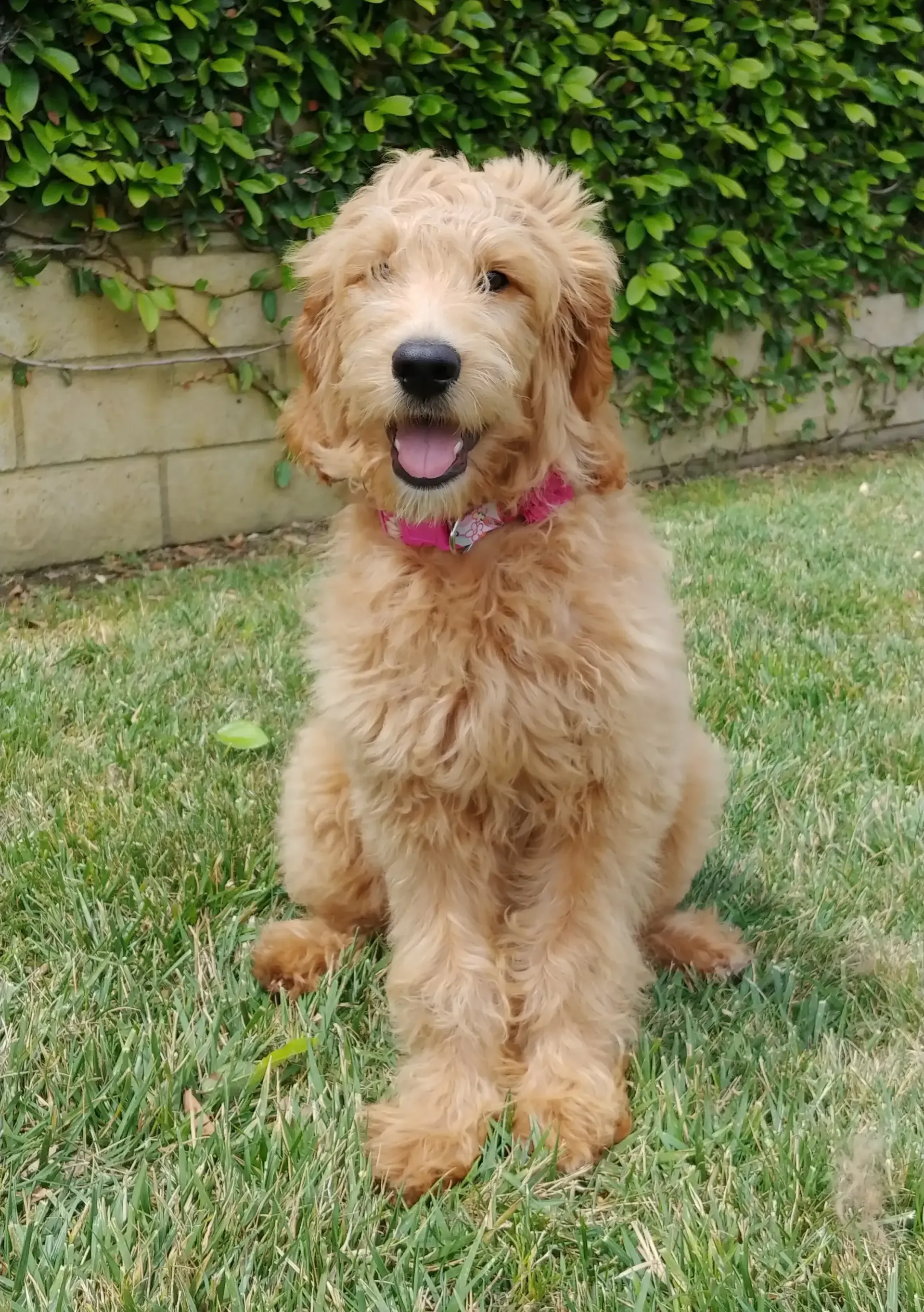 A puppy is sitting in the grass wearing a pink collar.