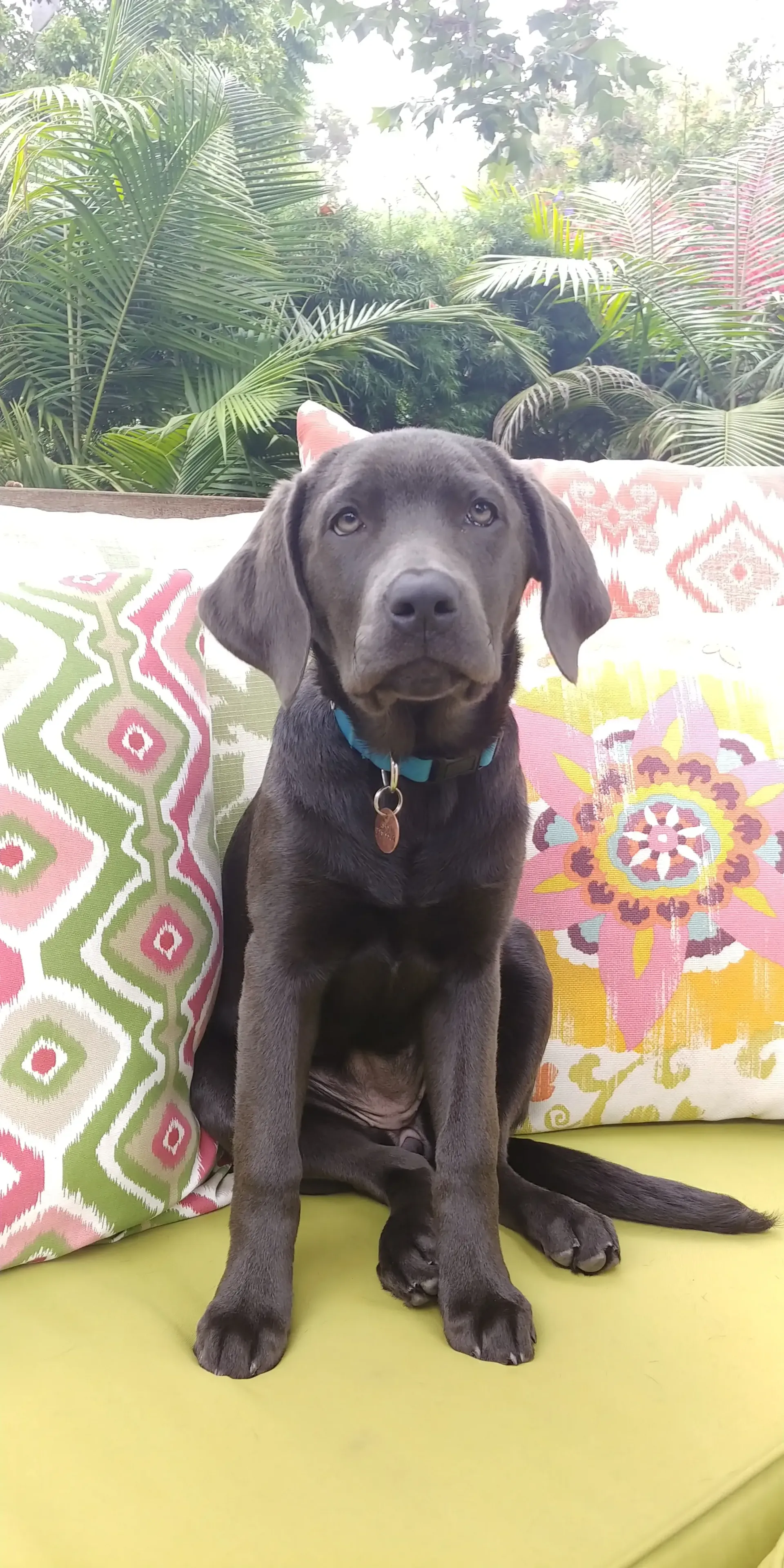 A black dog is sitting on a green couch next to pillows.