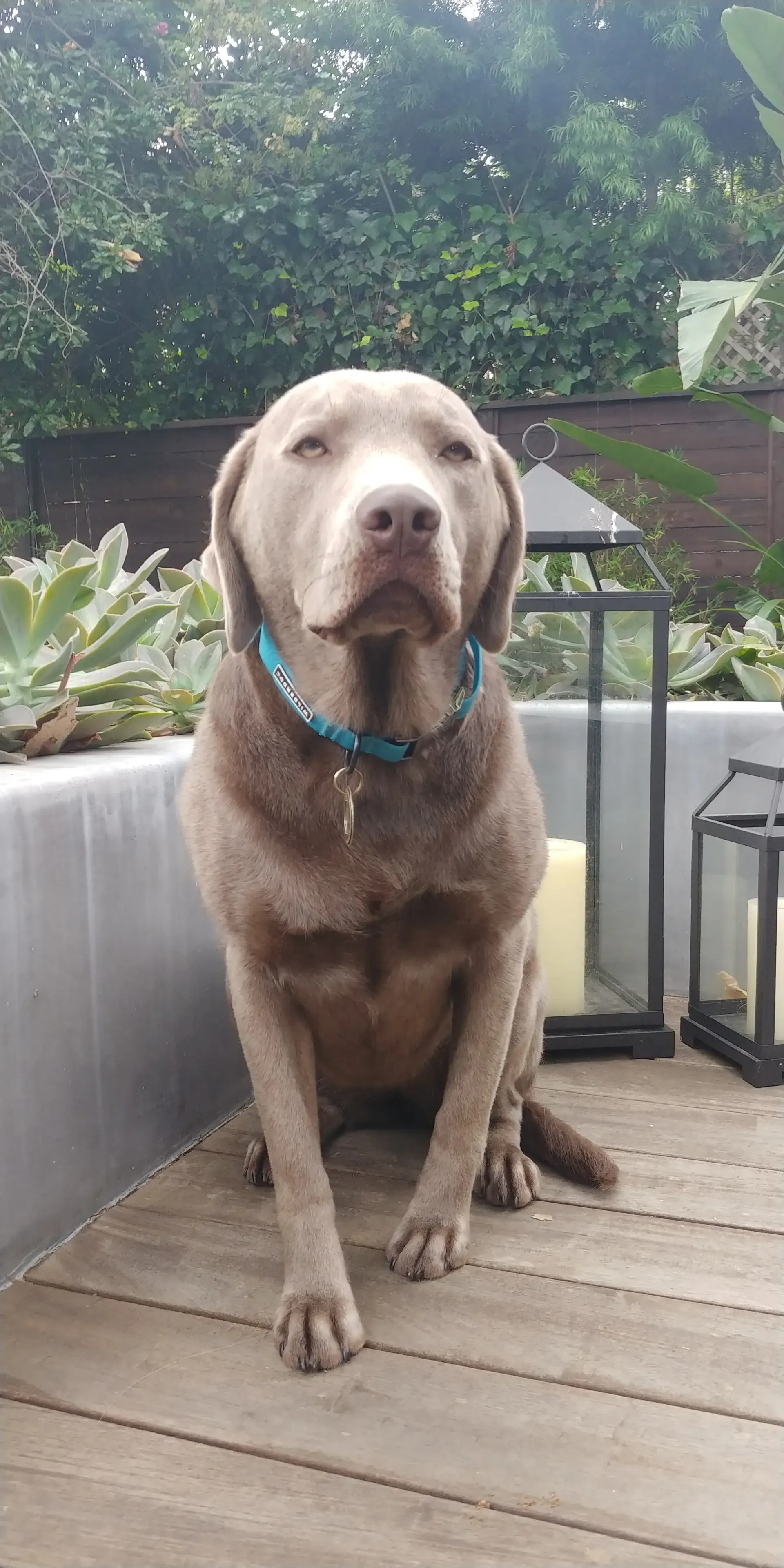 A brown dog is sitting on a wooden deck next to a lantern.