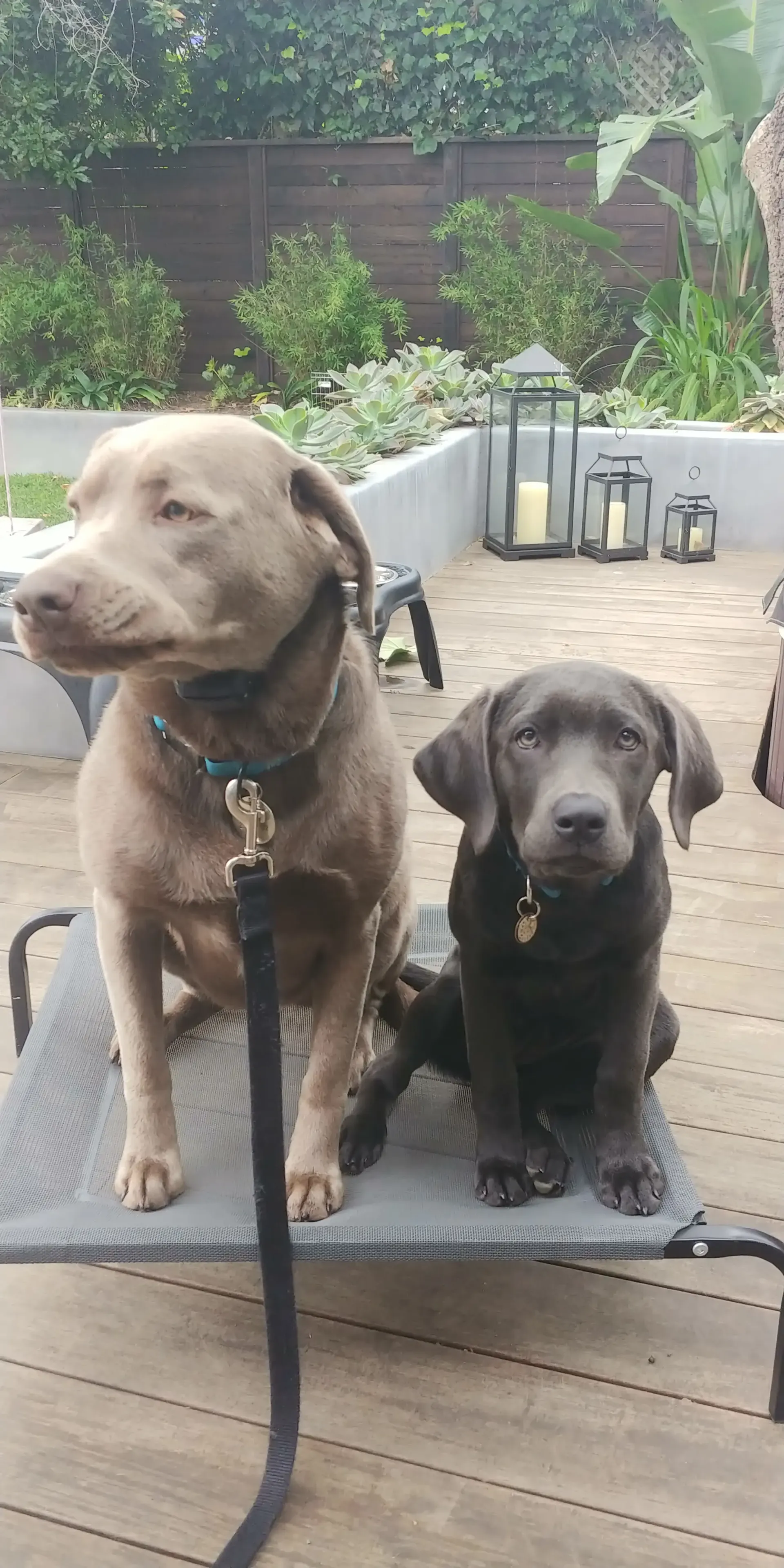 Two dogs are sitting on a bed on a deck.
