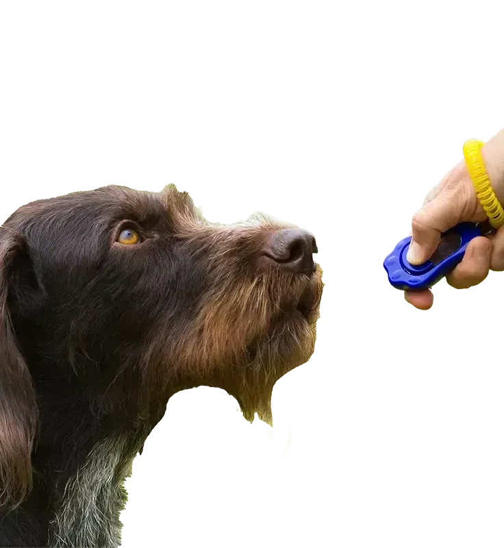 A dog is being trained with a clicker by a person