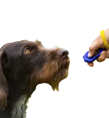 A dog is being trained with a clicker by a person