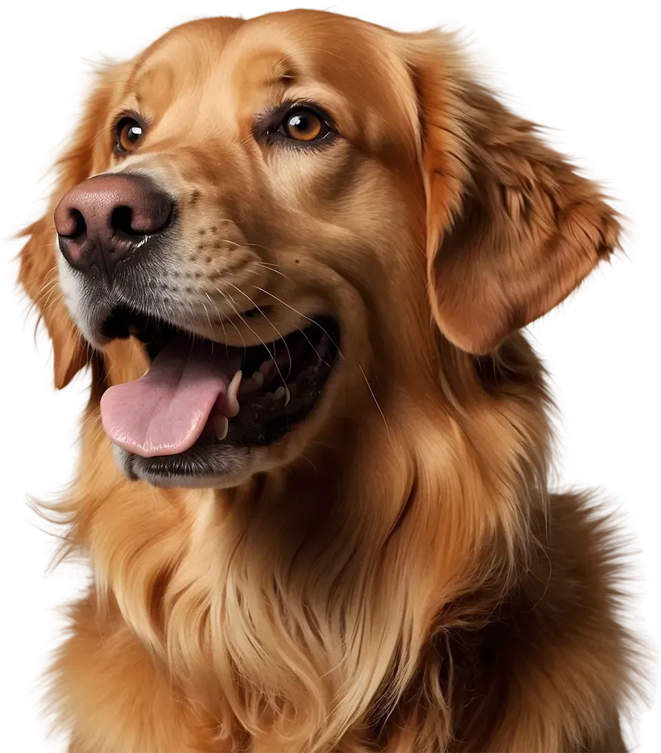 A close up of a brown dog with its tongue out