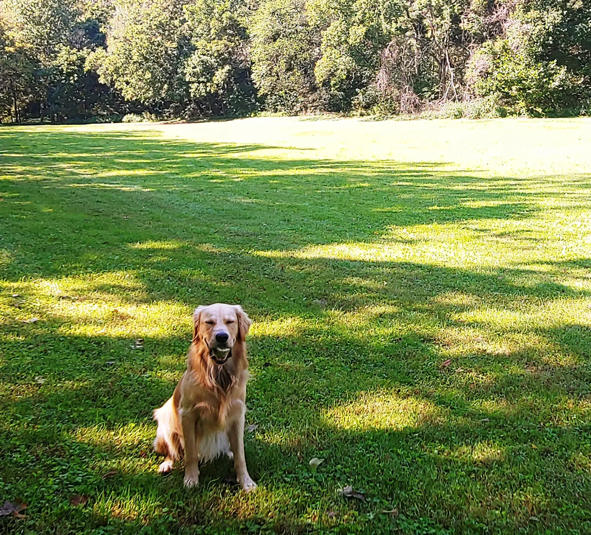 Golden retriever sitting on a sunny green lawn, looking happy with its mouth open. Trees in the background.