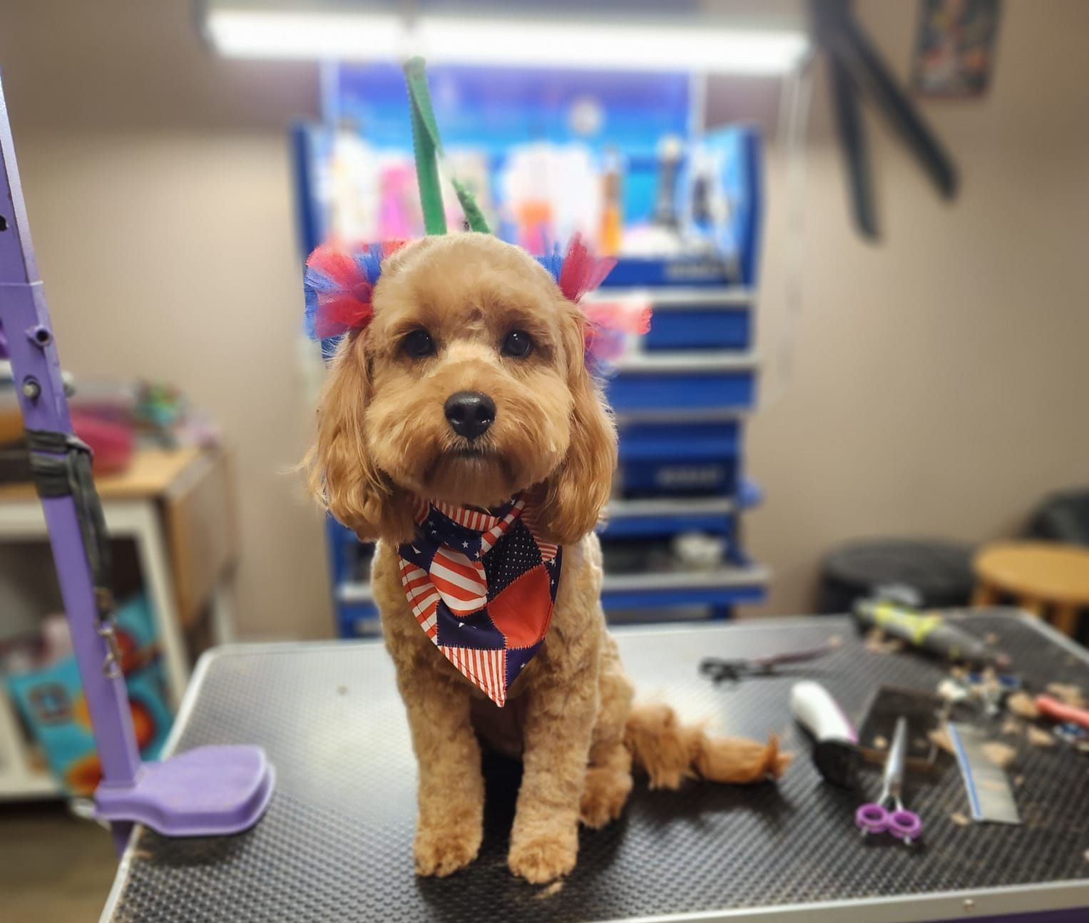 A small brown dog is sitting on a grooming table.
