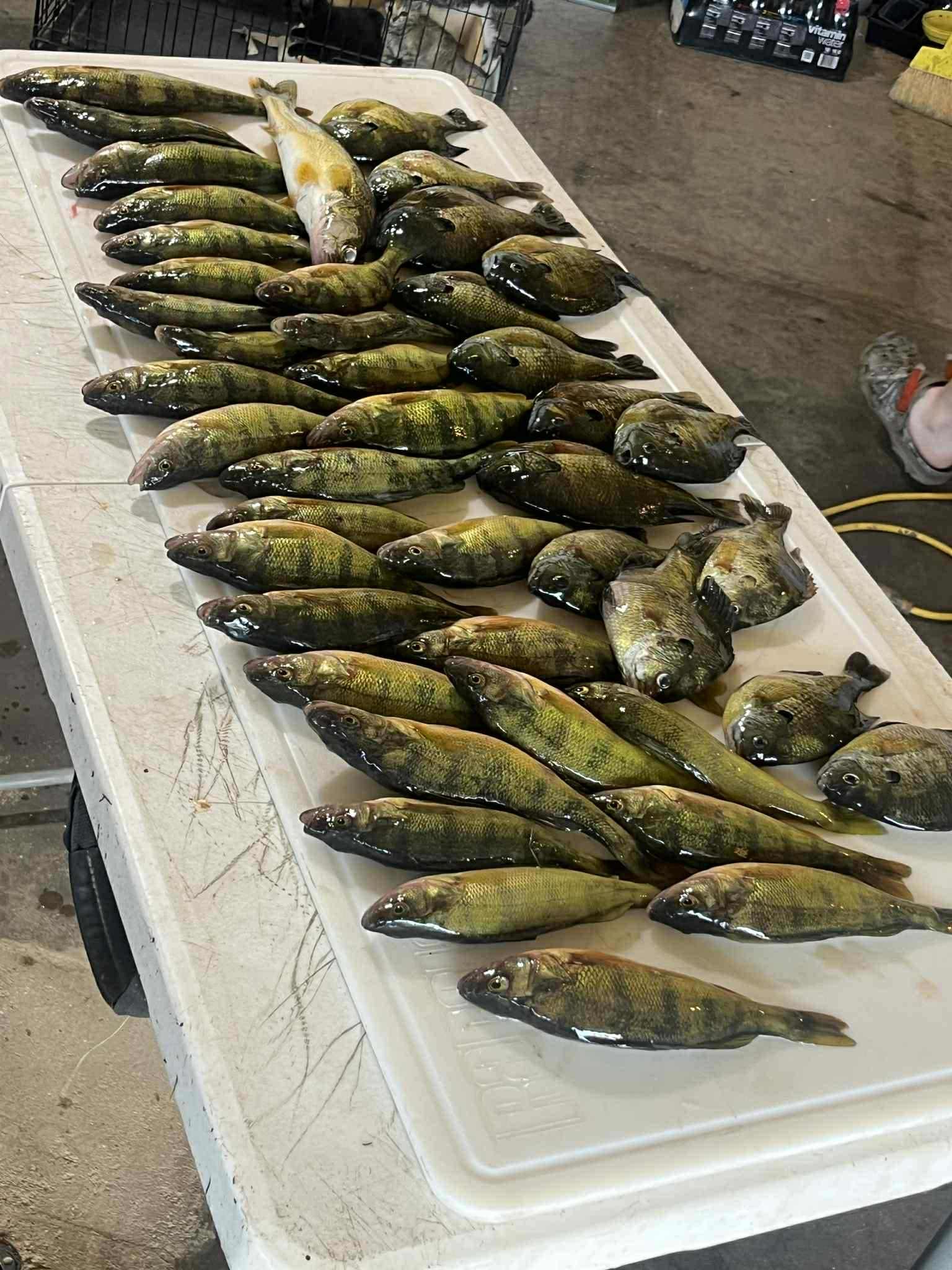 Table of fish, likely a catch, on a white surface. Mostly green and yellow coloration.