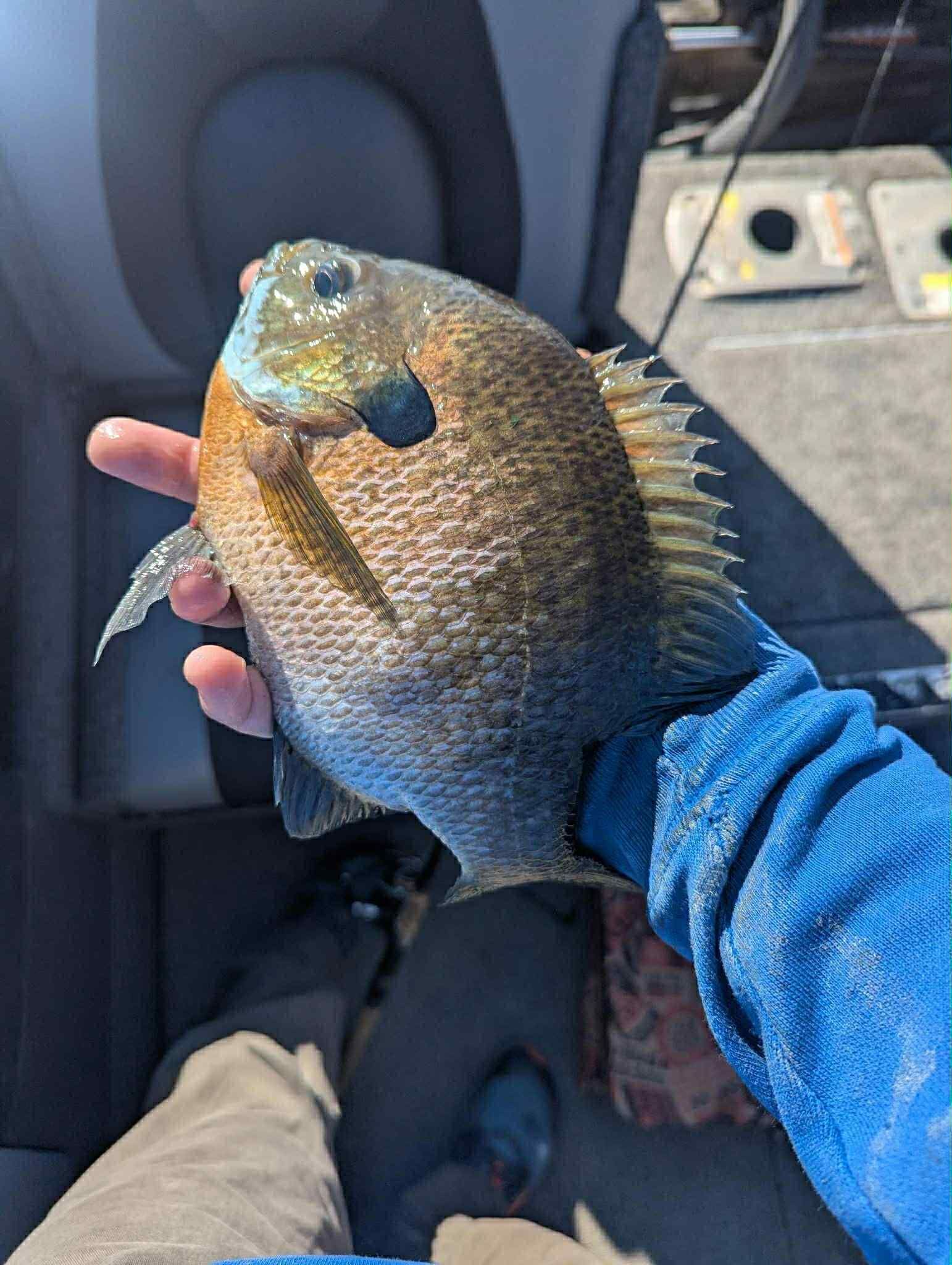 South Dakota bluegill