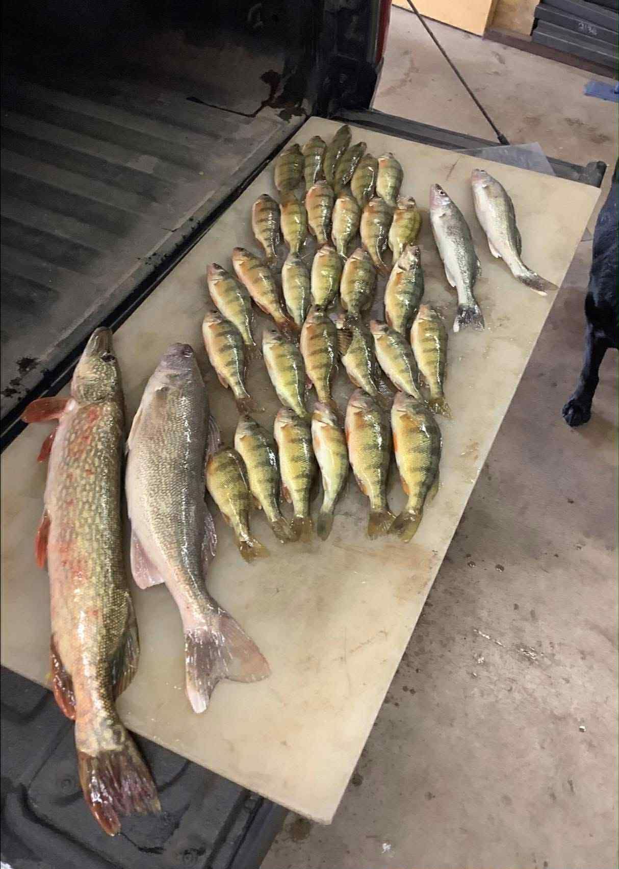 Catch of fish on a cutting board, including perch, walleye, and northern pike.