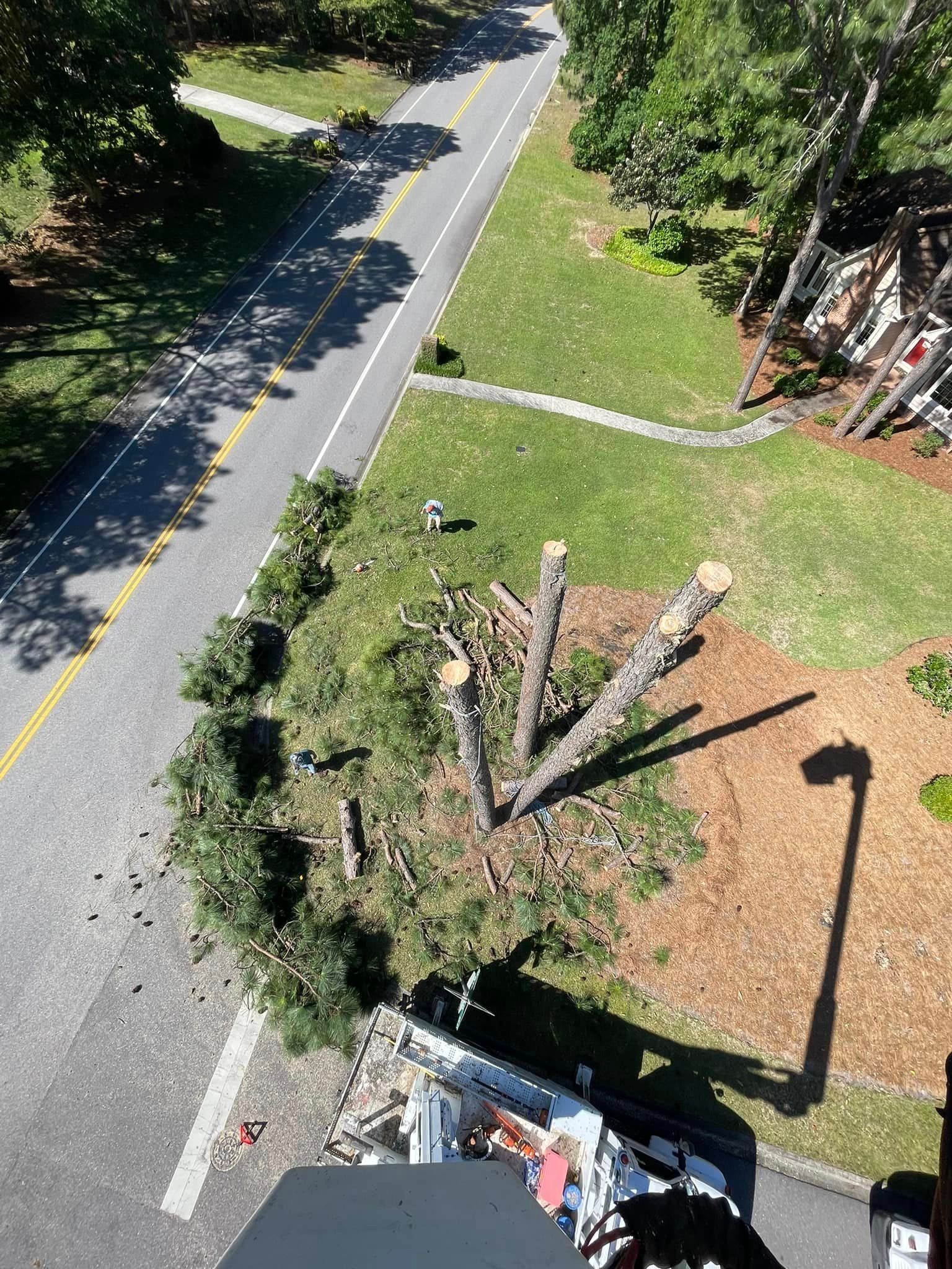 Top View of Tree Removal – Elgin, SC - Kirby's Tree Care