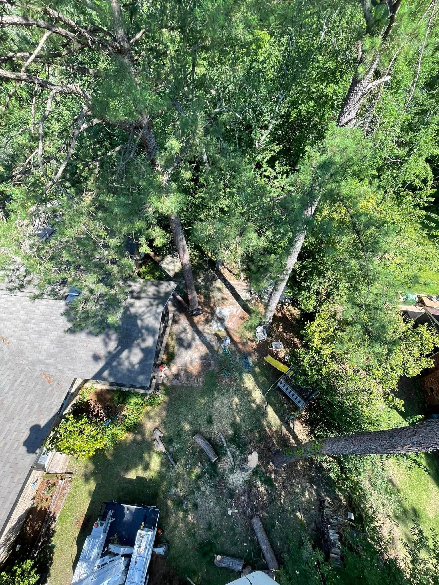 Treetops Seen From a High Angle – Elgin, SC - Kirby's Tree Care