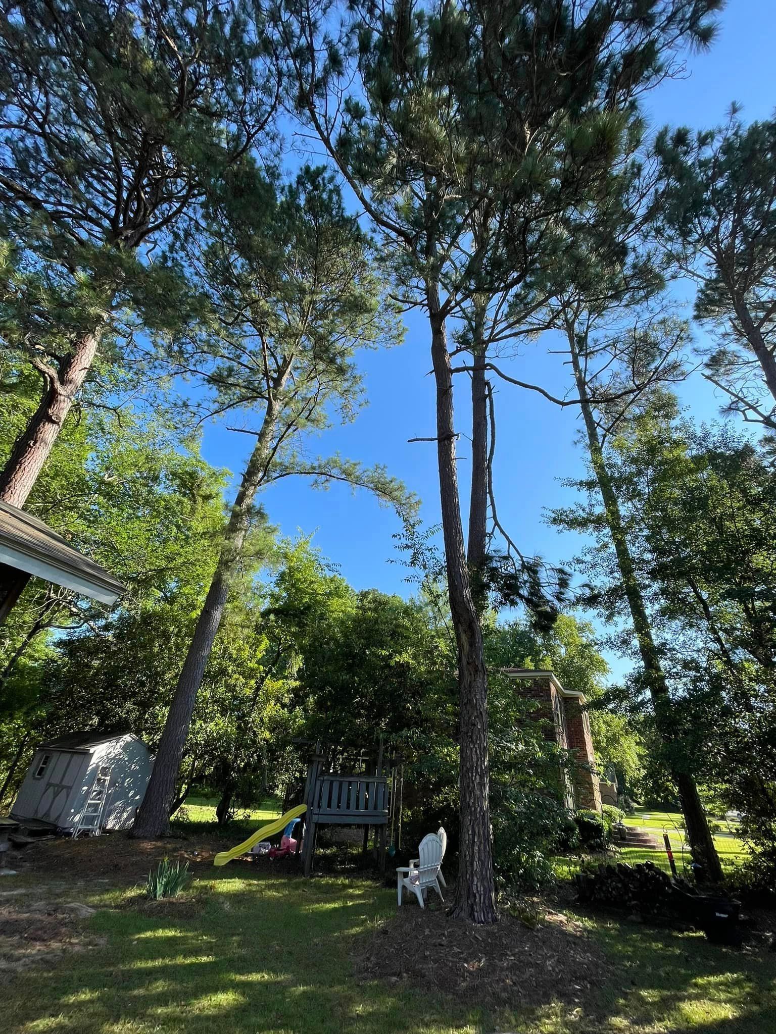 Treetops Seen From a Low Angle – Elgin, SC - Kirby's Tree Care