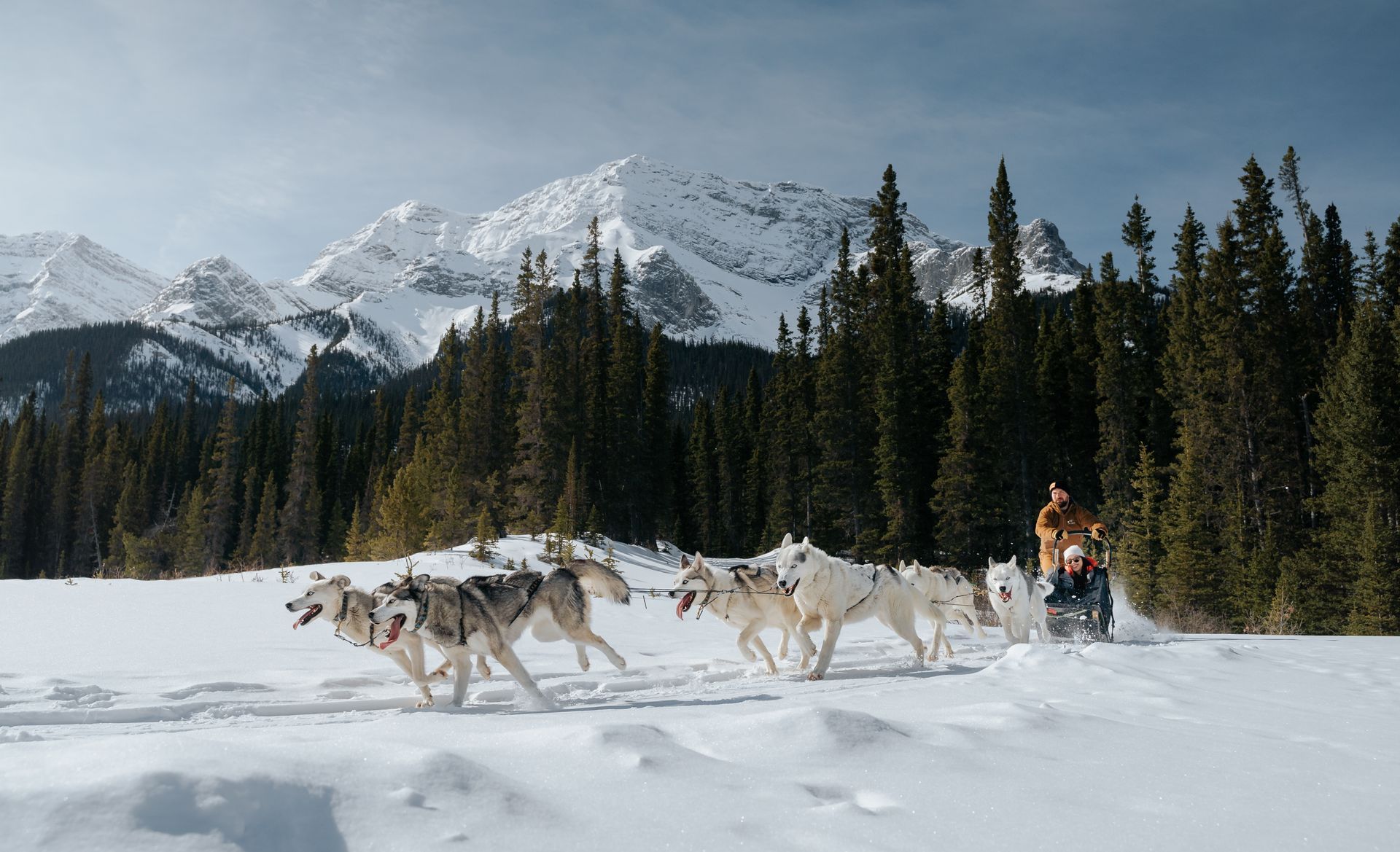 Snowy Owl Dog Sledding : Things to Do in Canmore in Winter 