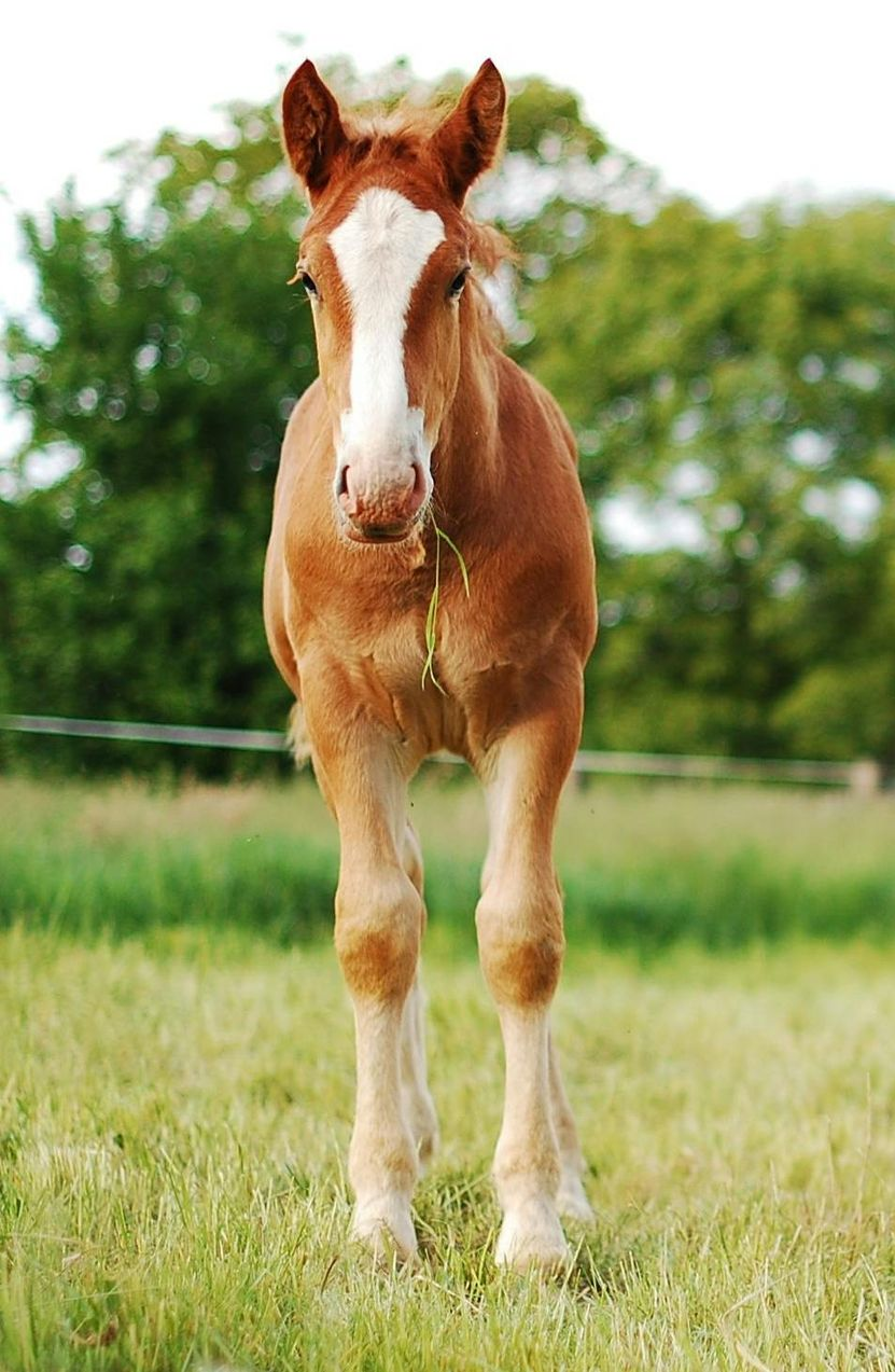 Safeway Water Technologies ~ Fix Any Water
Safe. Smart. Filtered.