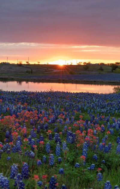 A field of blue flowers with a sunset in the background.