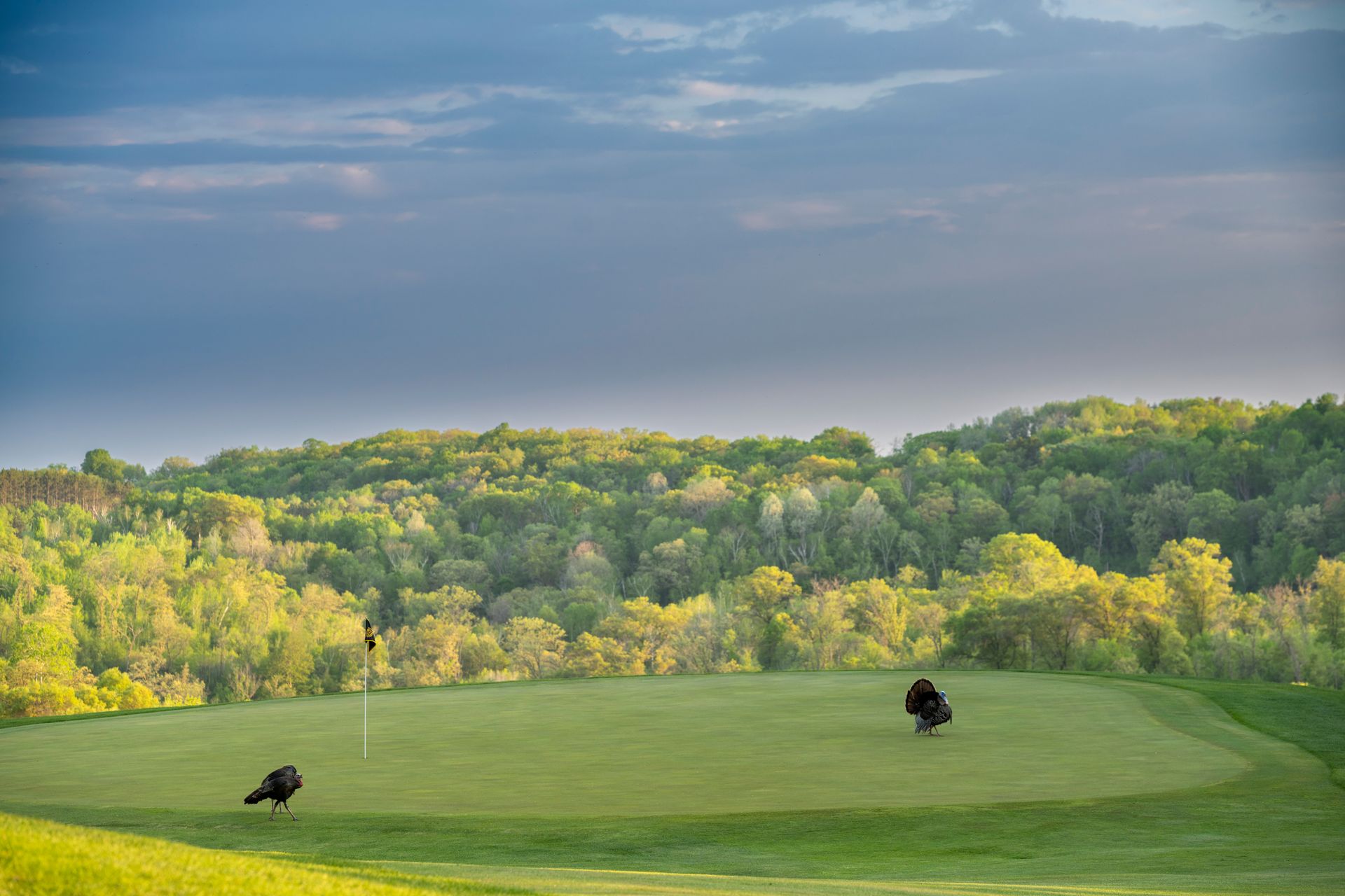 picture of the woods from a golf hole