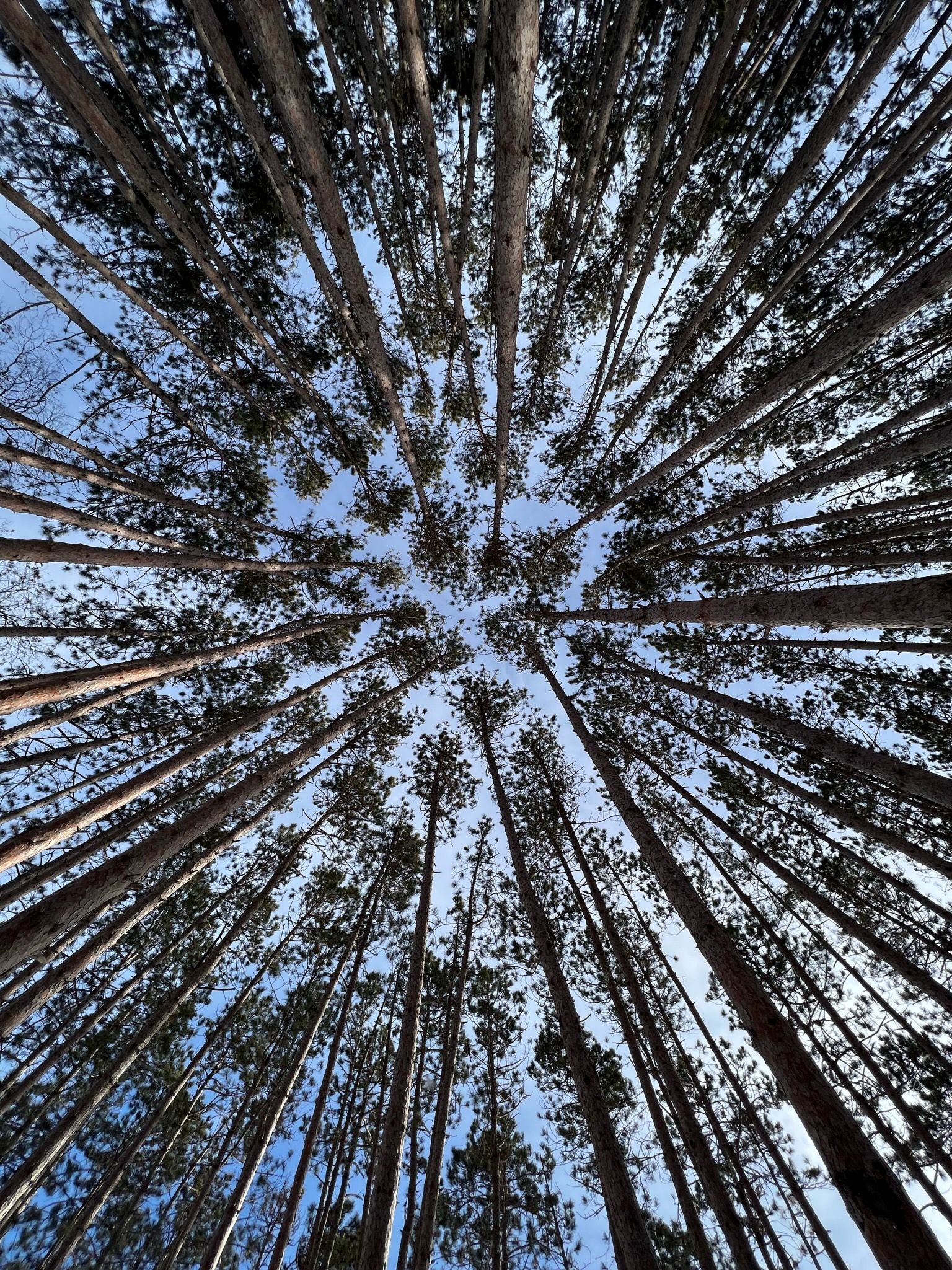 Looking up at the trees in a forest with a blue sky in the background.