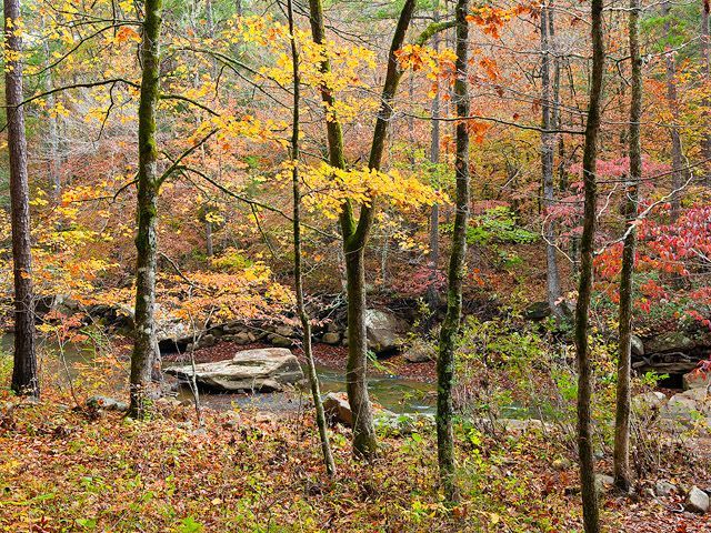 A tranquil forest stream flows past mossy rocks surrounded by trees with vibrant autumn foliage in shades of gold and red.