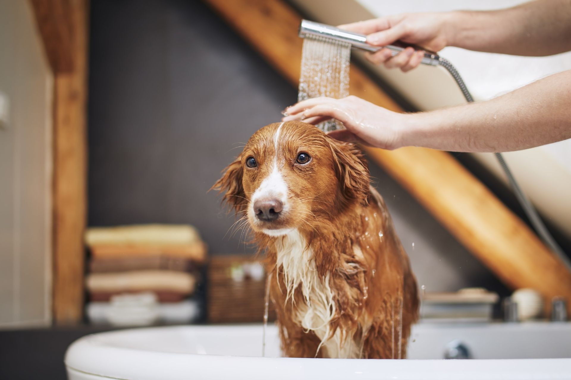 pet bathing