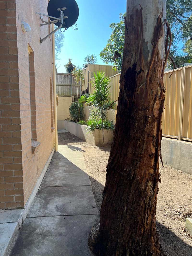 After Cleaning The Home Backyard With The Big Tree — Saving Time In Charlestown NSW