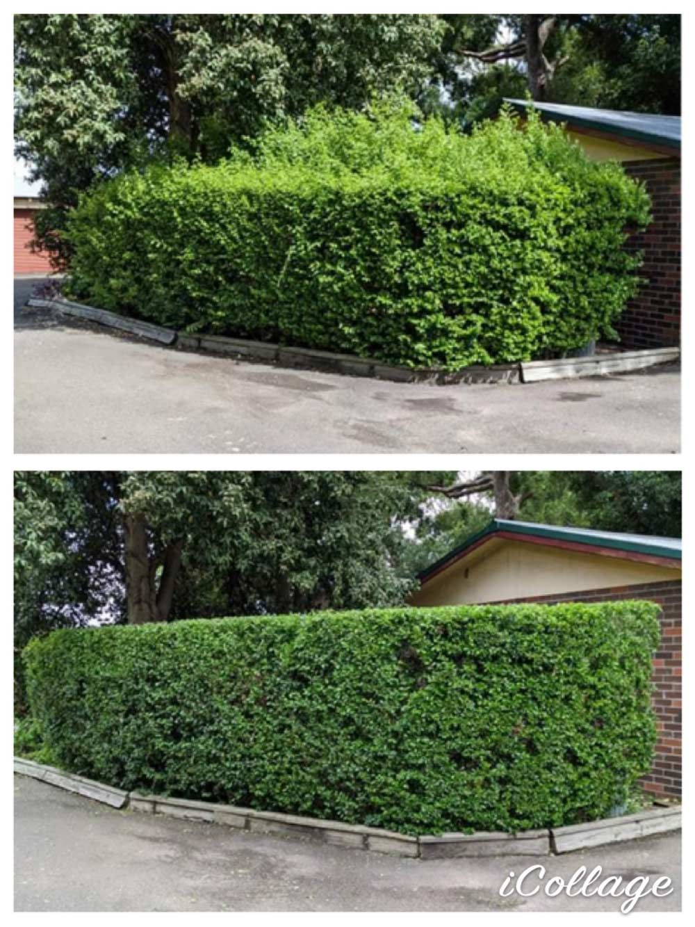 Before And After Trimming The Trees Outside The Home — Saving Time In Charlestown NSW